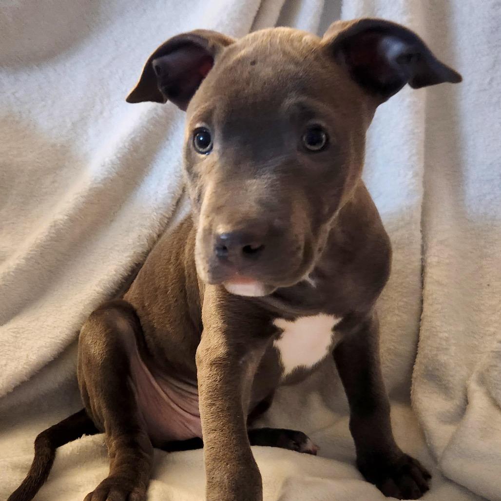 Enlarge Oliver, a Adoptable Mixed Breed in Madison, WI image 1/5