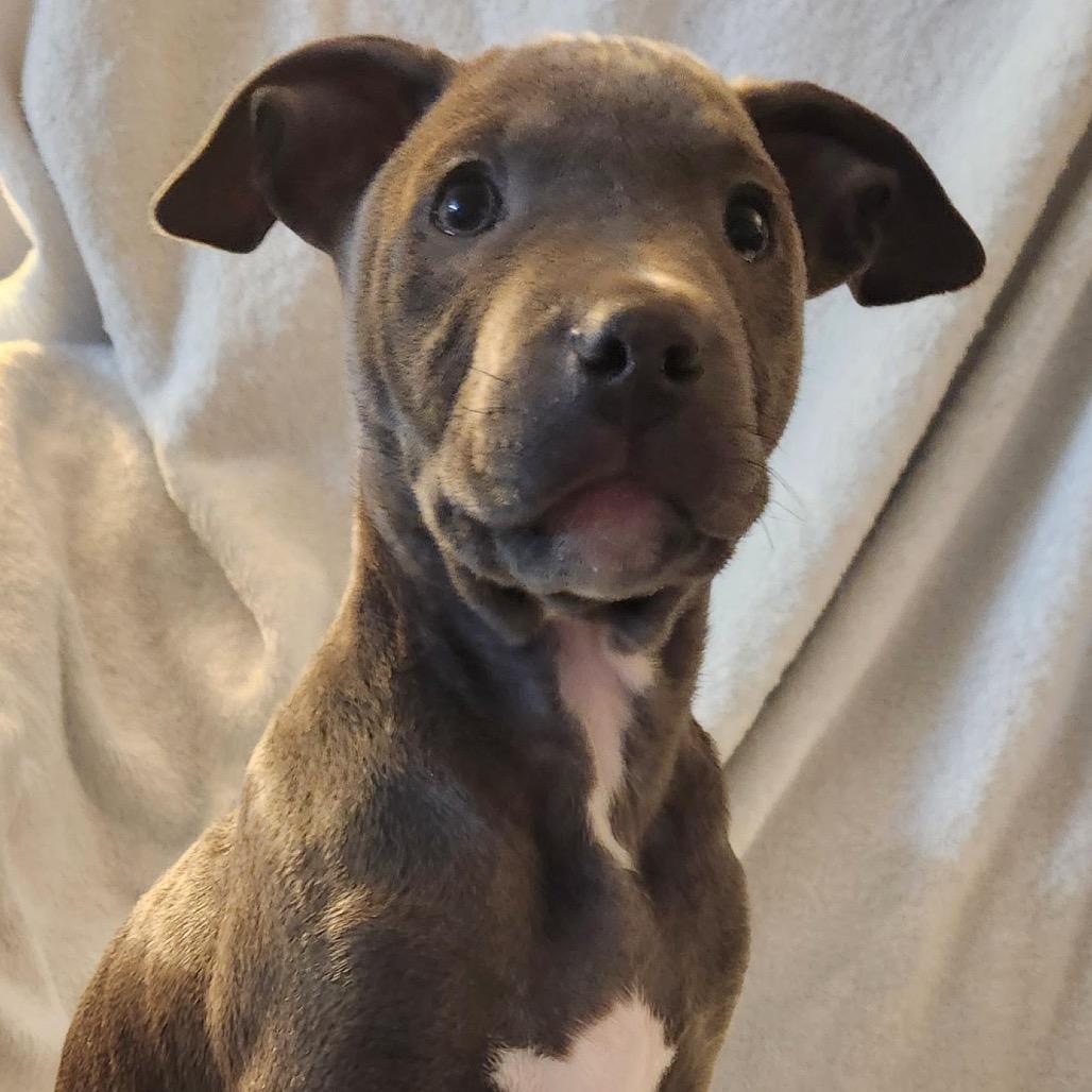 Enlarge Oliver, a Adoptable Mixed Breed in Madison, WI image 2/5