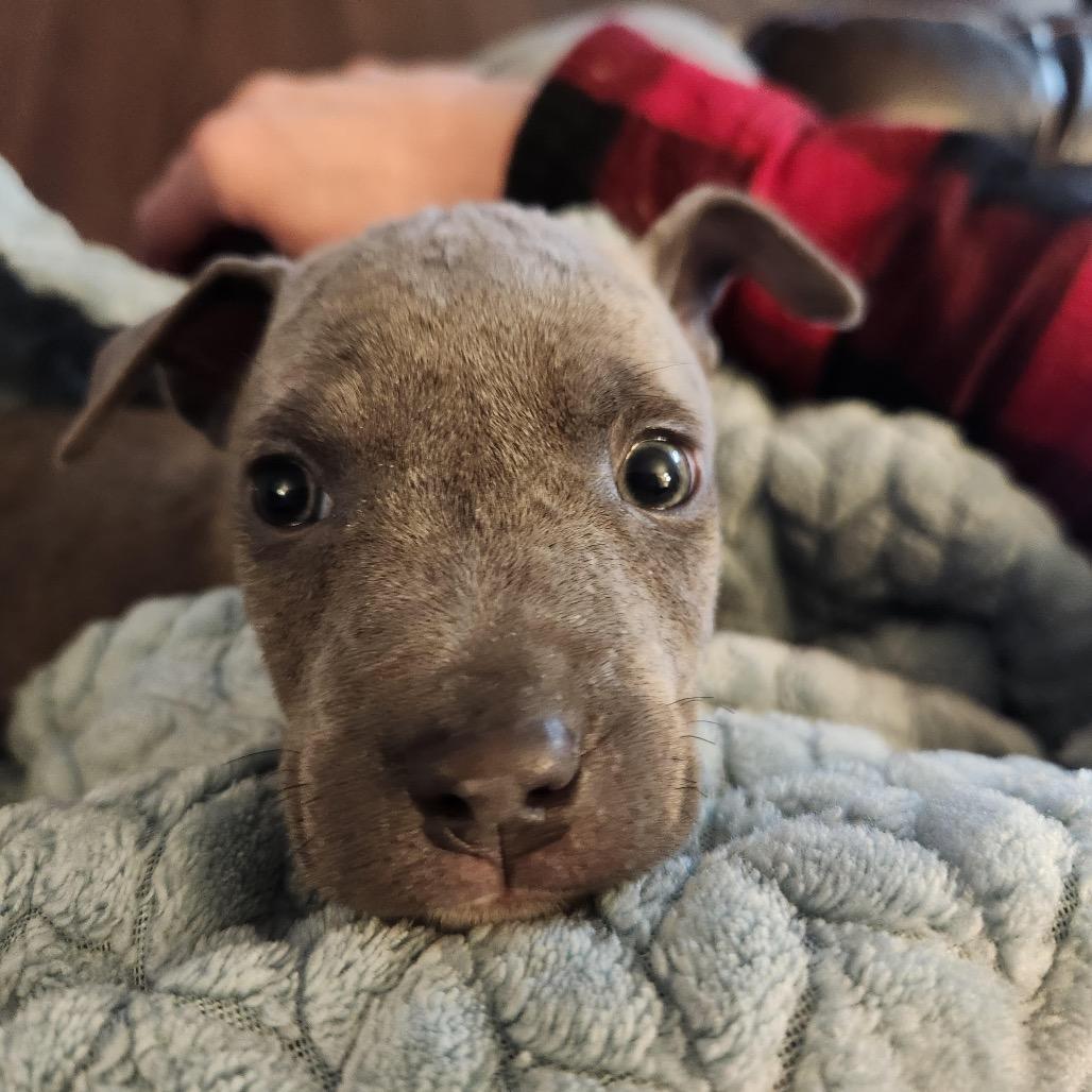 Enlarge Oliver, a Adoptable Mixed Breed in Madison, WI image 3/5