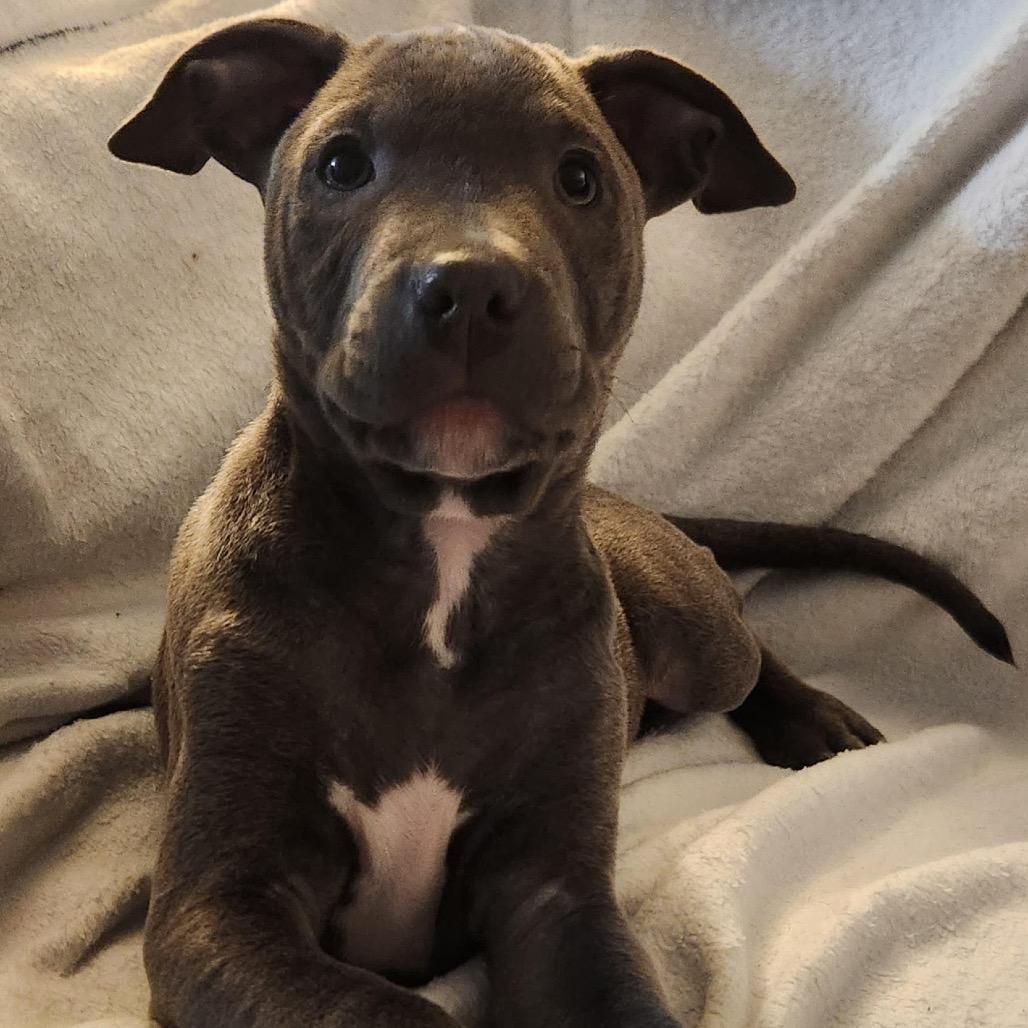 Enlarge Oliver, a Adoptable Mixed Breed in Madison, WI image 5/5