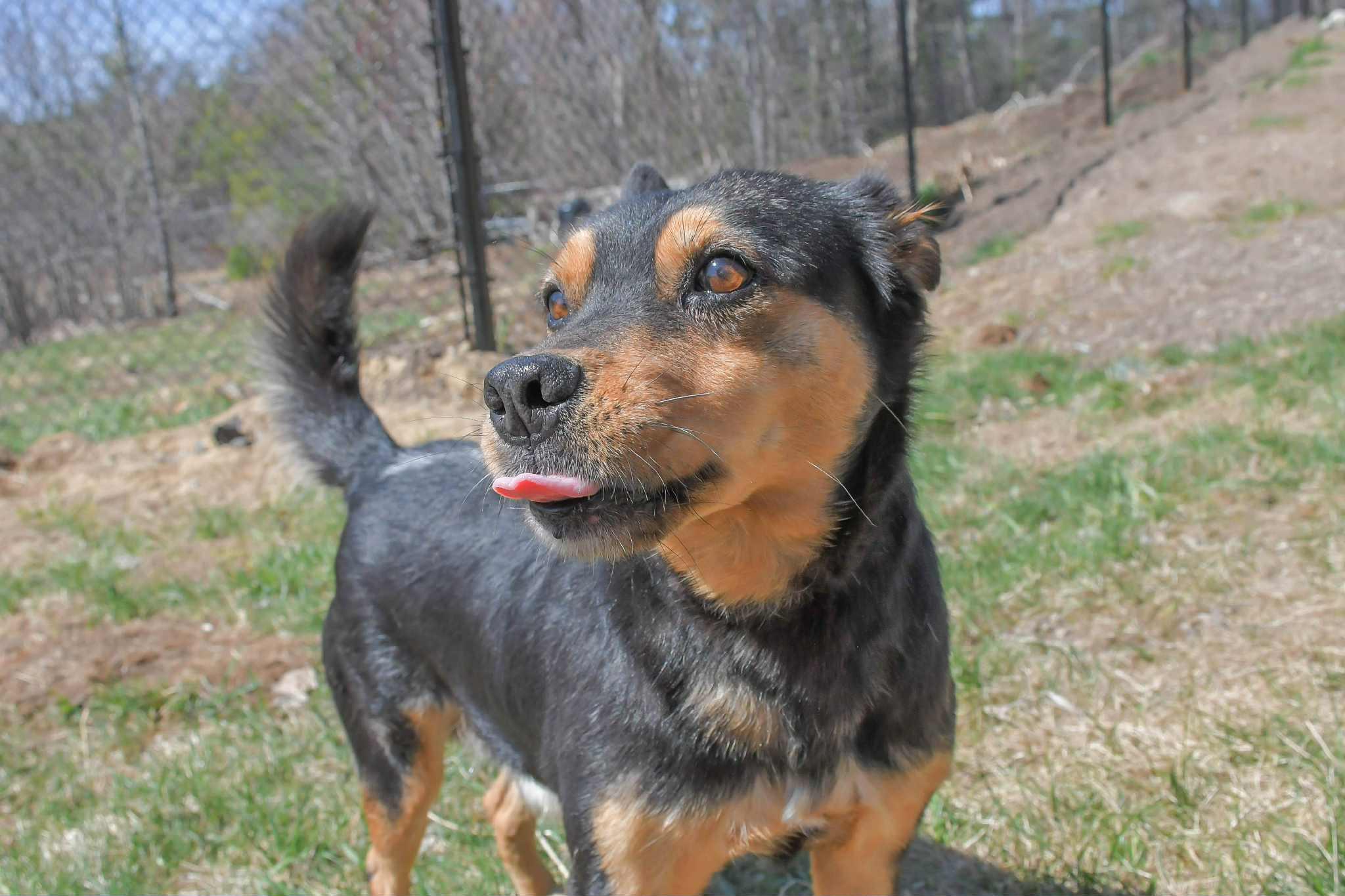 Star, Adult Male German Shepherd Dog