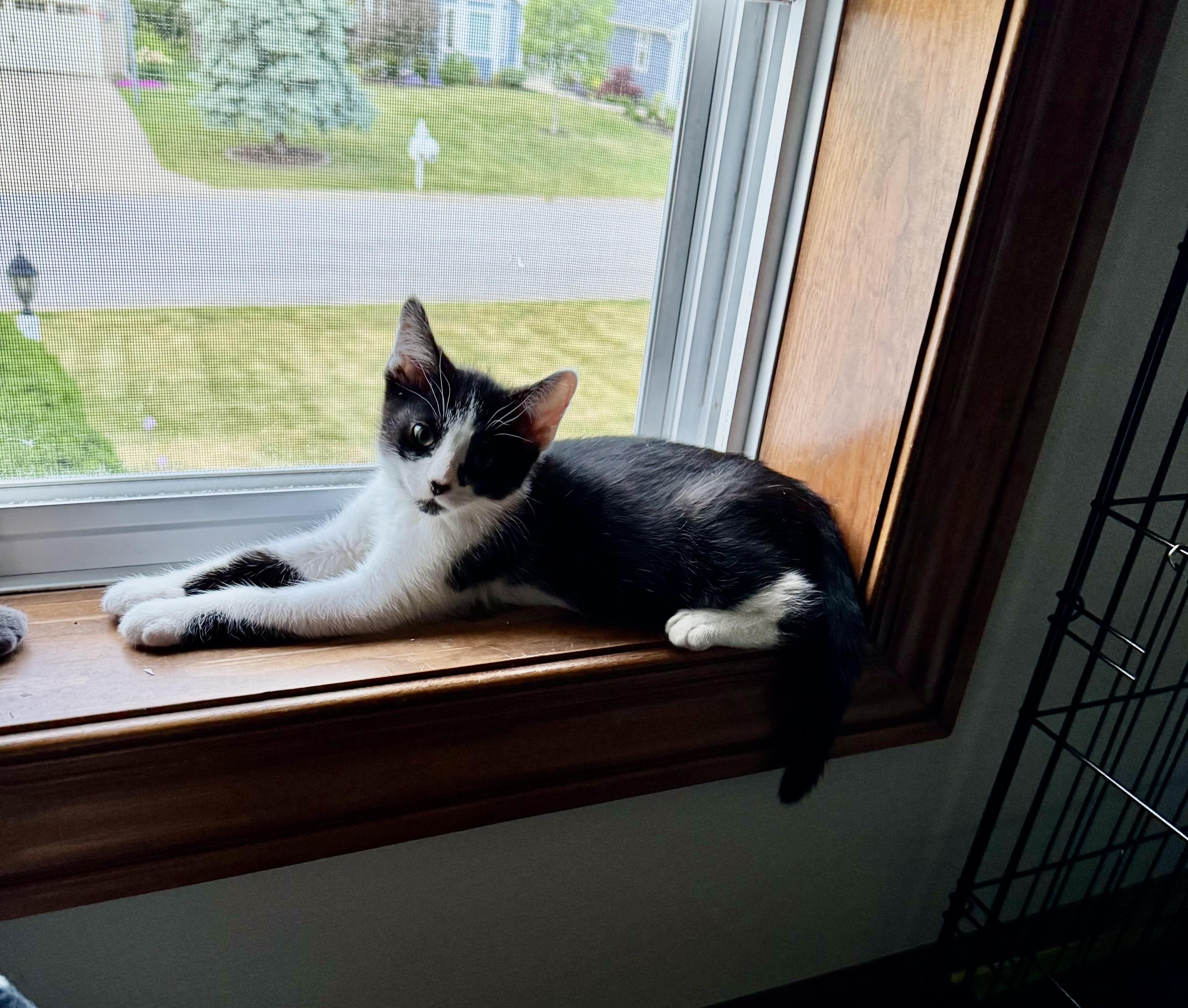 Orca, a ADOPTABLE Domestic Short Hair in Milwaukee, WI image 2/4