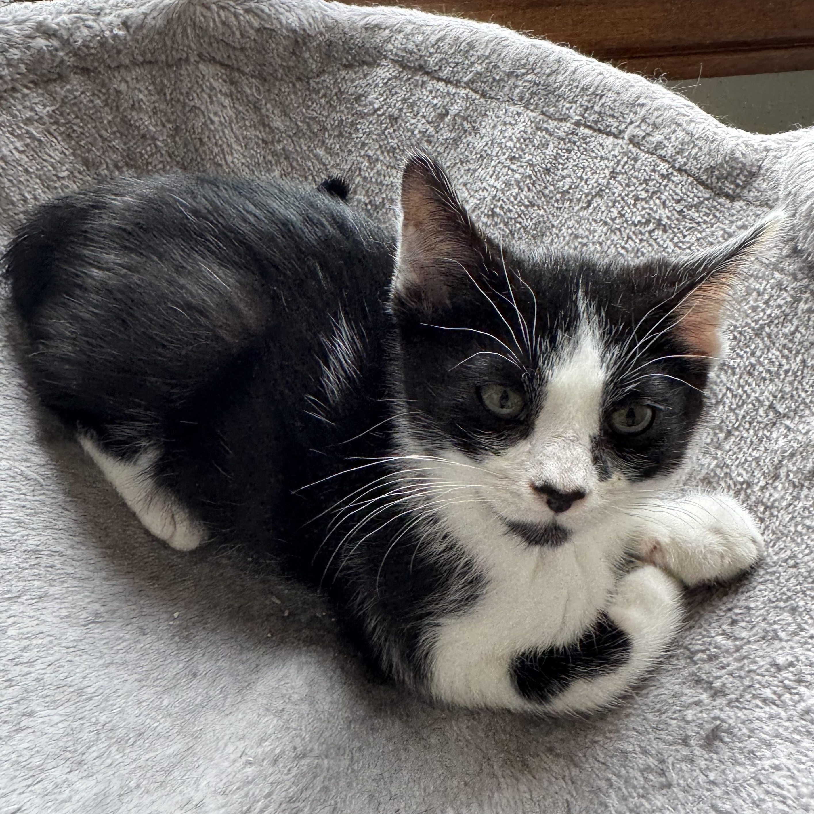 Orca, a ADOPTABLE Domestic Short Hair in Milwaukee, WI image 1/4