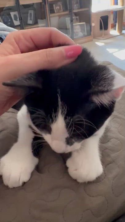 Enlarge Orca, a ADOPTABLE Domestic Short Hair in Milwaukee, WI video 5/5