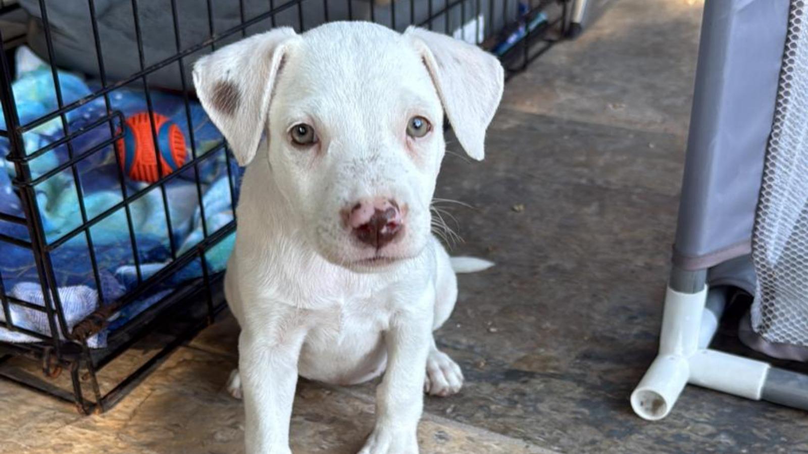 Marshmallow, Adopted, Puppy Female Boxer & Labrador Retriever.