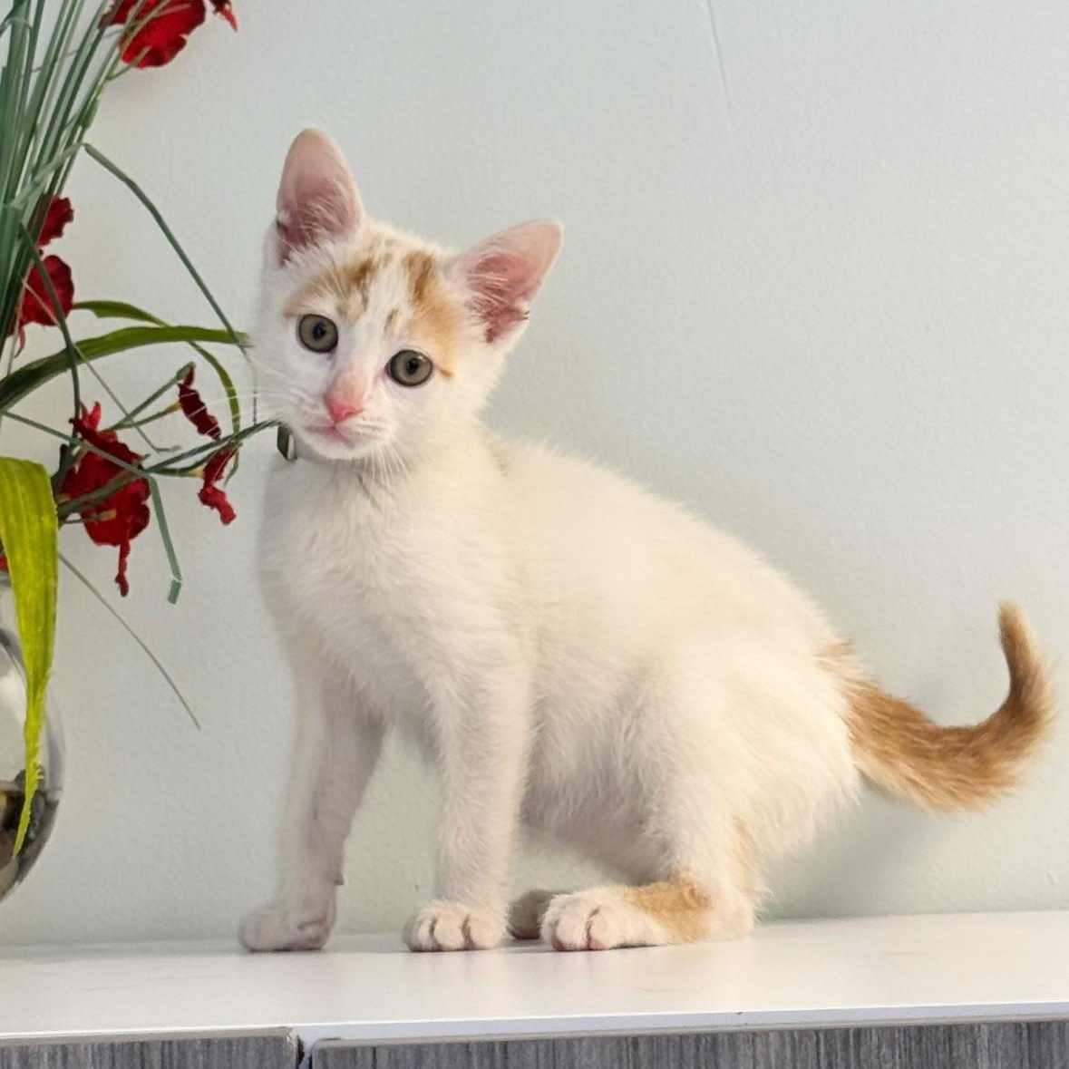 Atlas, adopted, Young Male Domestic Short Hair.