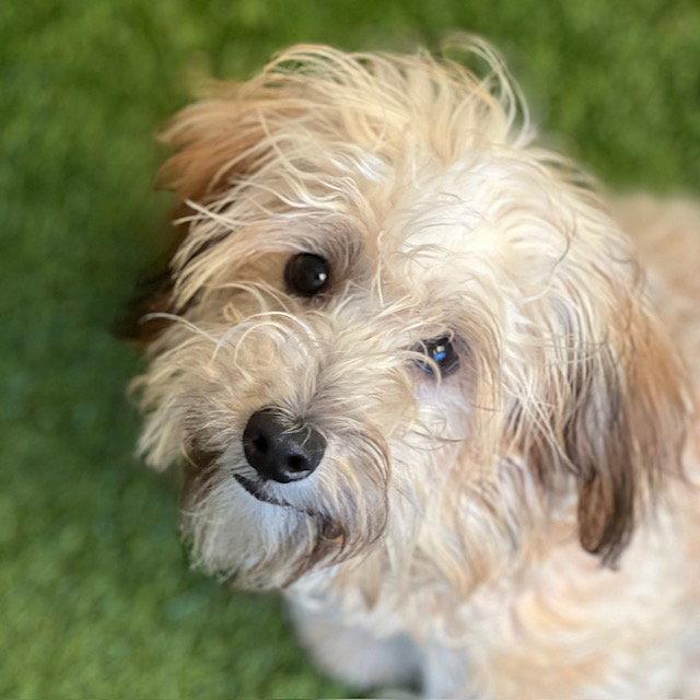 Snickers, Adopted, Adult Male Poodle.