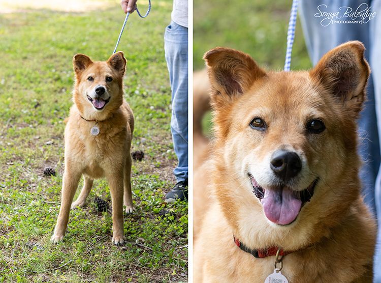 Scooter, an adopted Shepherd Mix in Bartlett, TN_image-1