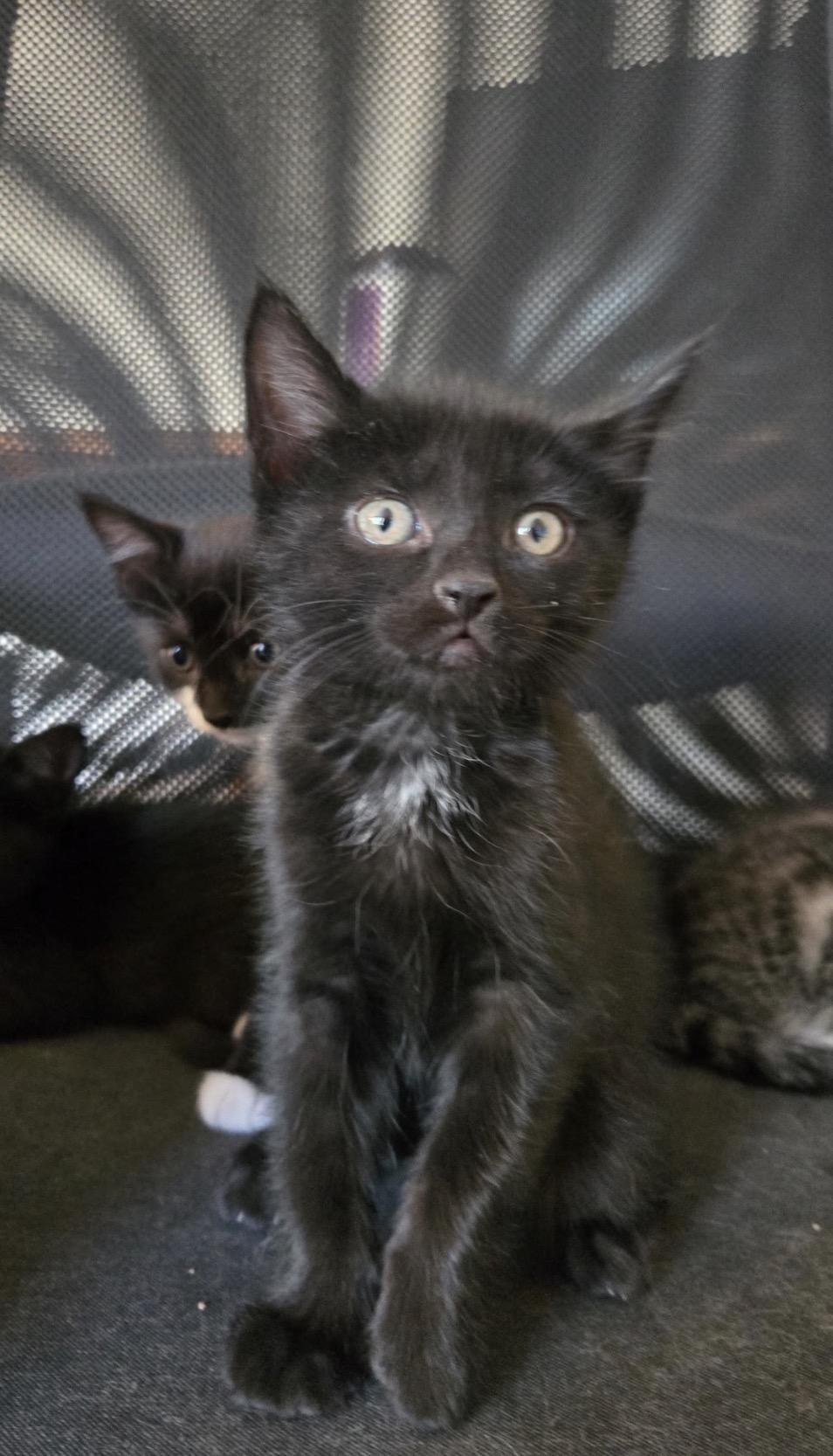 Enlarge Nyx, an adopted Domestic Short Hair in Nutley, NJ image 2/2