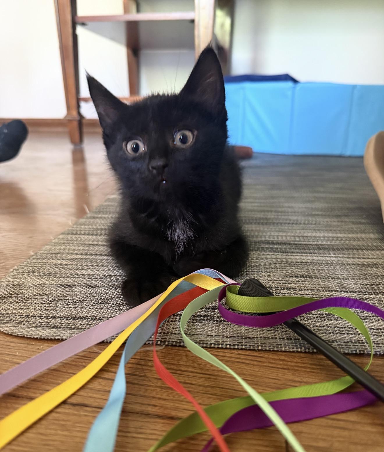 Enlarge Nyx, an adopted Domestic Short Hair in Nutley, NJ image 1/2