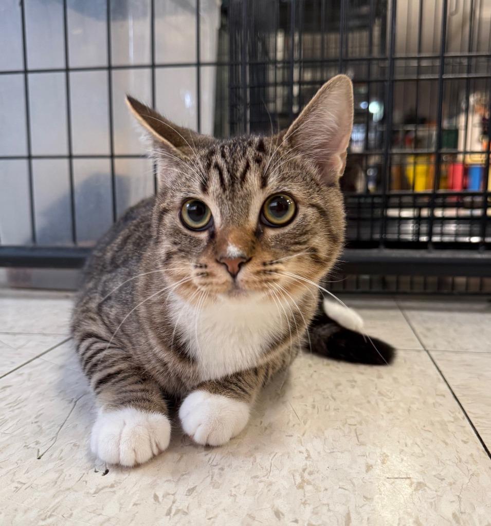 Roo, Adopted, Kitten Male Domestic Short Hair.