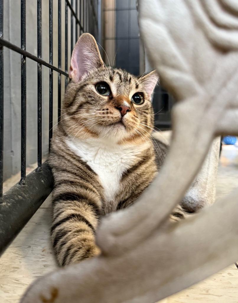 Enlarge Roo, a Adopted mixed breed in Lemoore, CA image 2/3