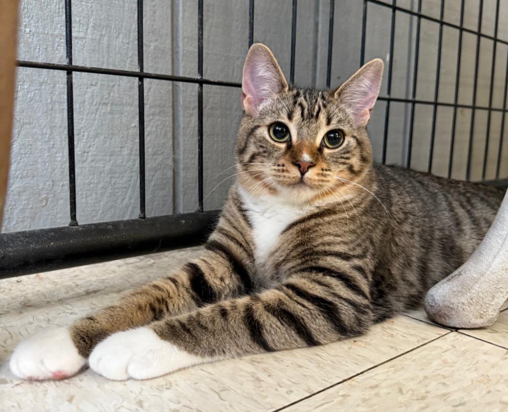 Enlarge Roo, a Adopted mixed breed in Lemoore, CA image 3/3