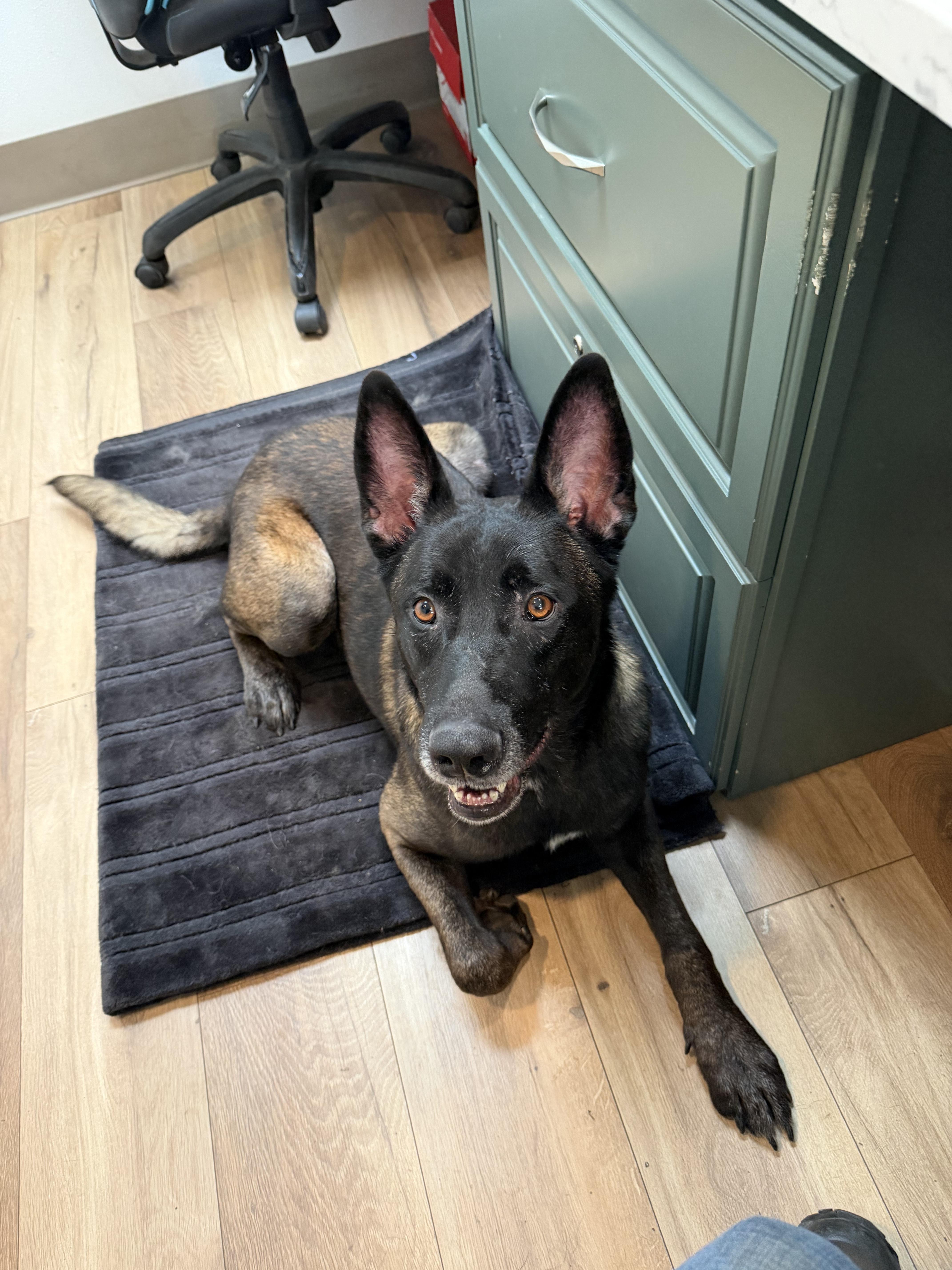 Enlarge Hendrix, a Adoptable Belgian Shepherd / Malinois in Vancouver, WA image 2/6