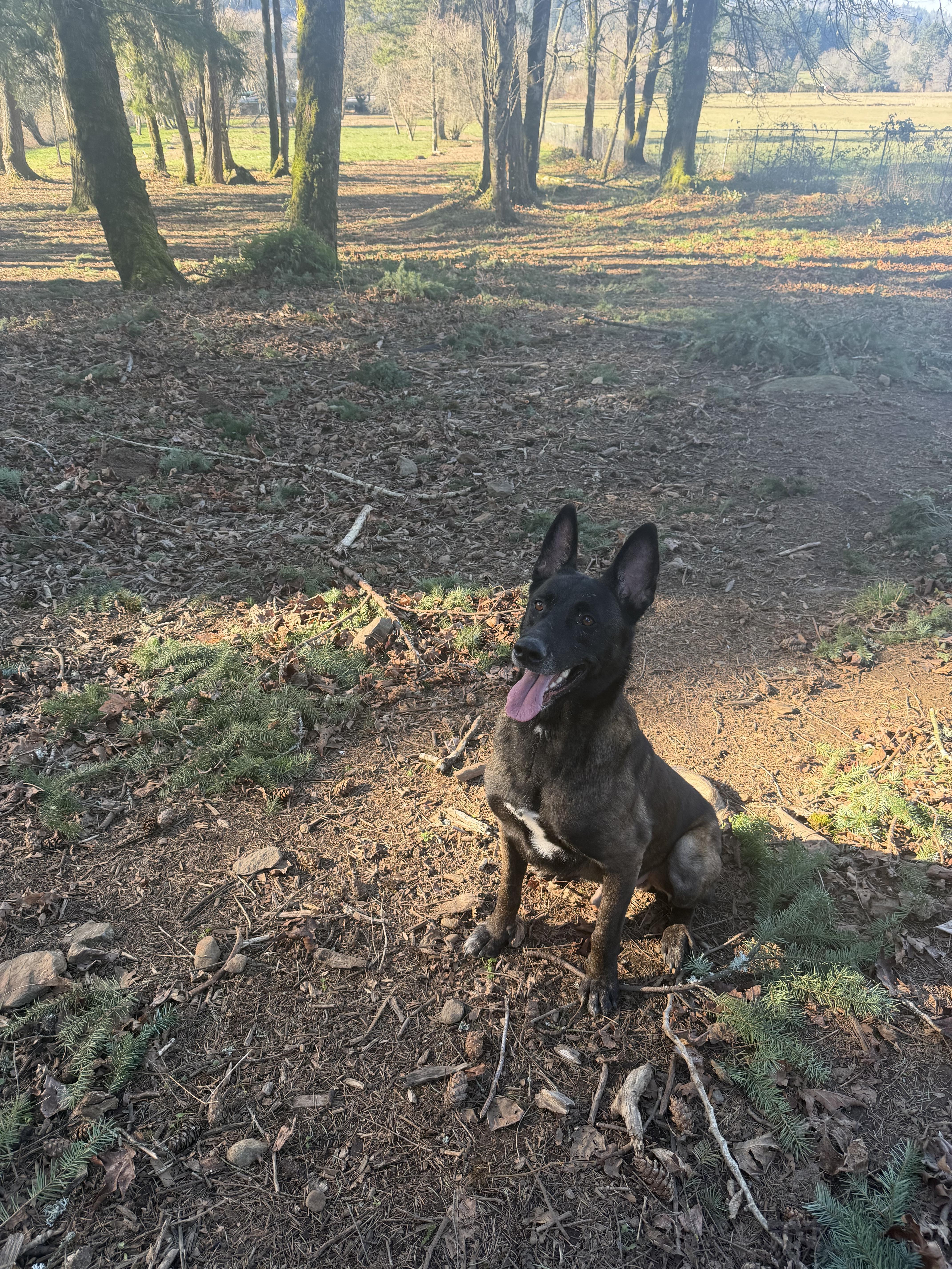 Enlarge Hendrix, a Adoptable Belgian Shepherd / Malinois in Vancouver, WA image 3/6