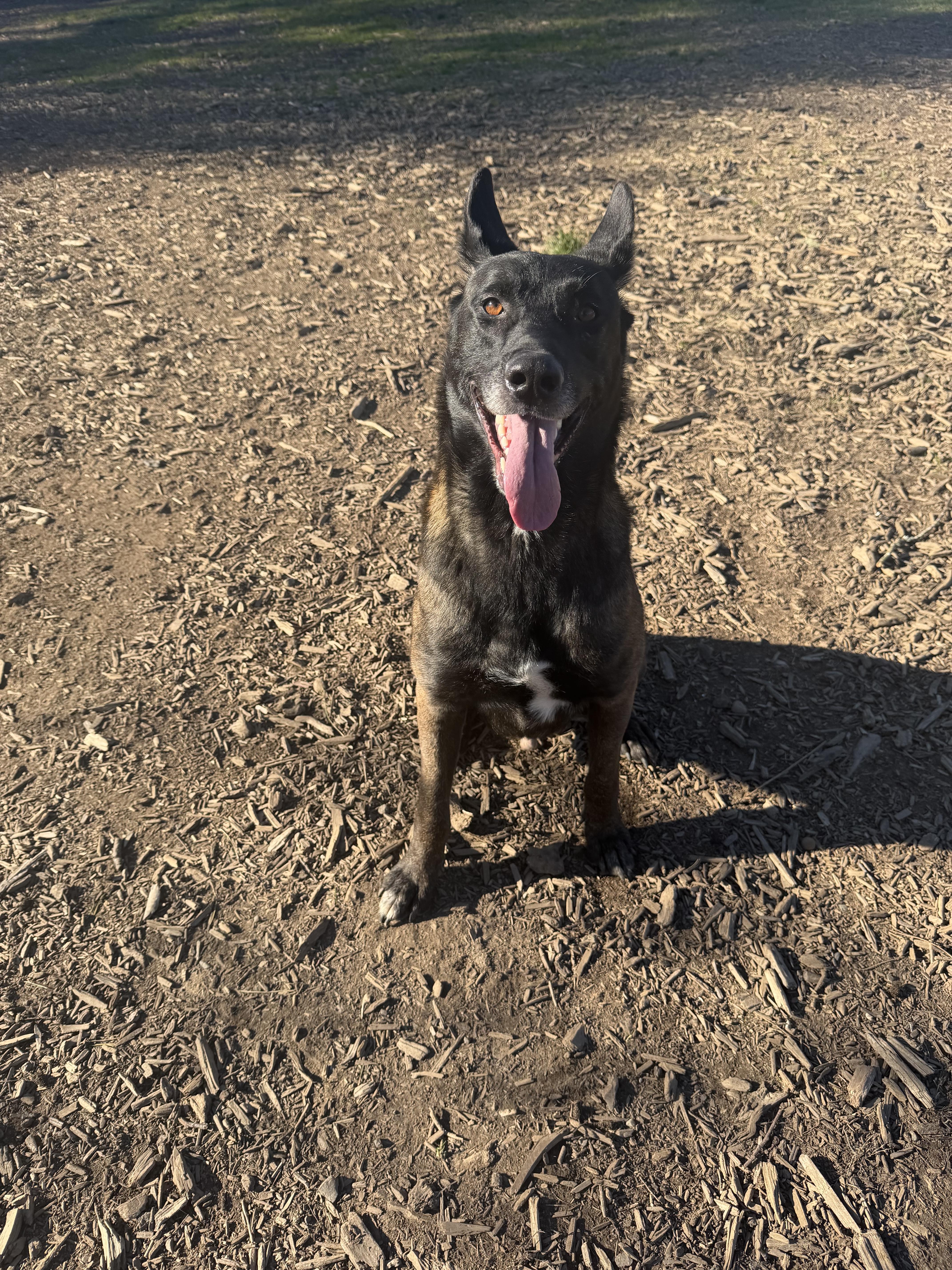 Enlarge Hendrix, a Adoptable Belgian Shepherd / Malinois in Vancouver, WA image 4/6