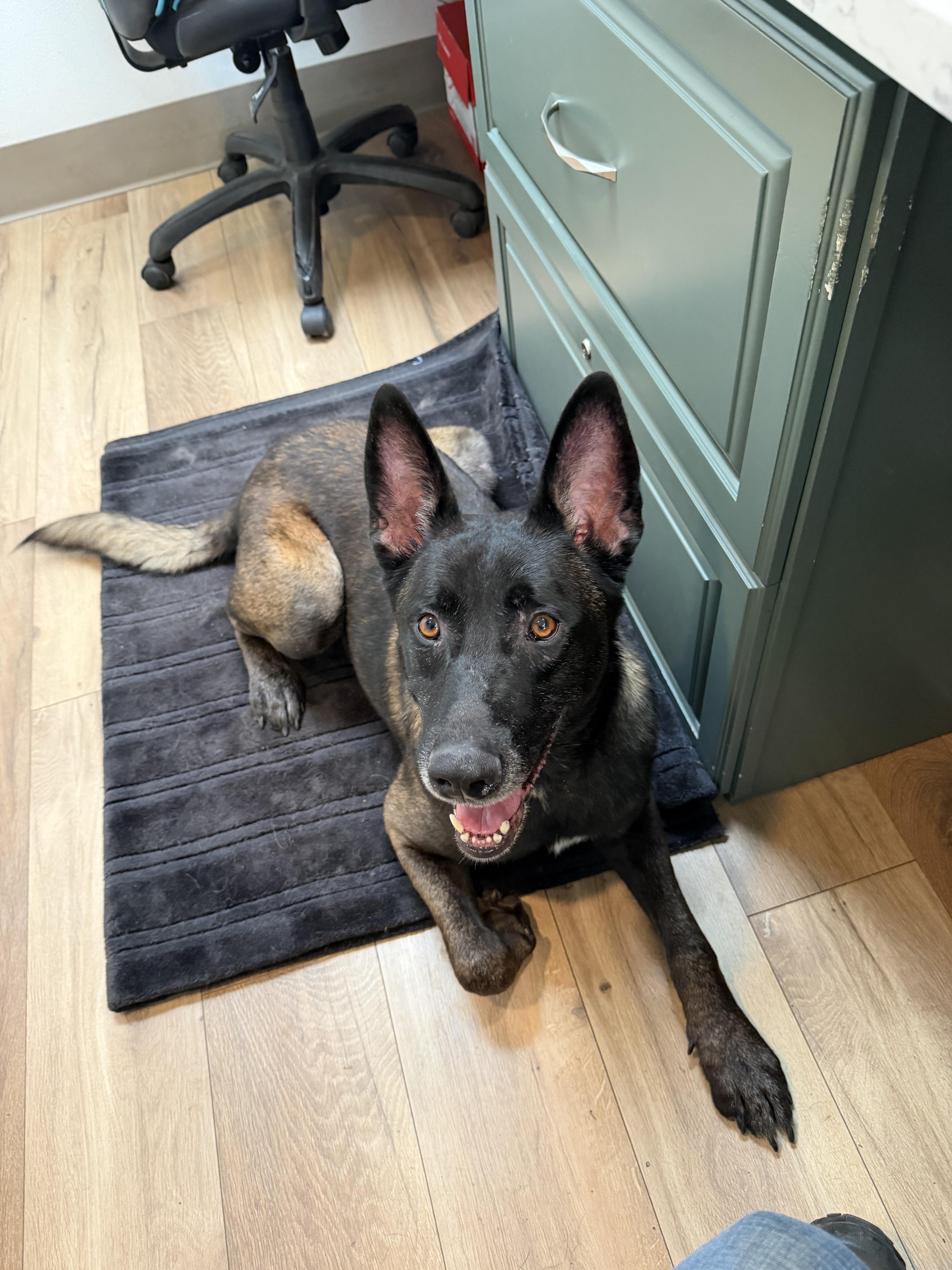 Enlarge Hendrix, a Adoptable Belgian Shepherd / Malinois in Vancouver, WA image 5/6