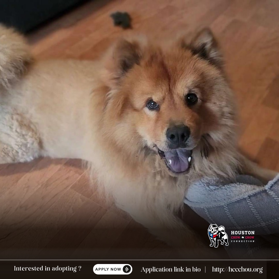 Enlarge Rowan, a Adoptable Chow Chow in St. Cloud, MN image 3/5