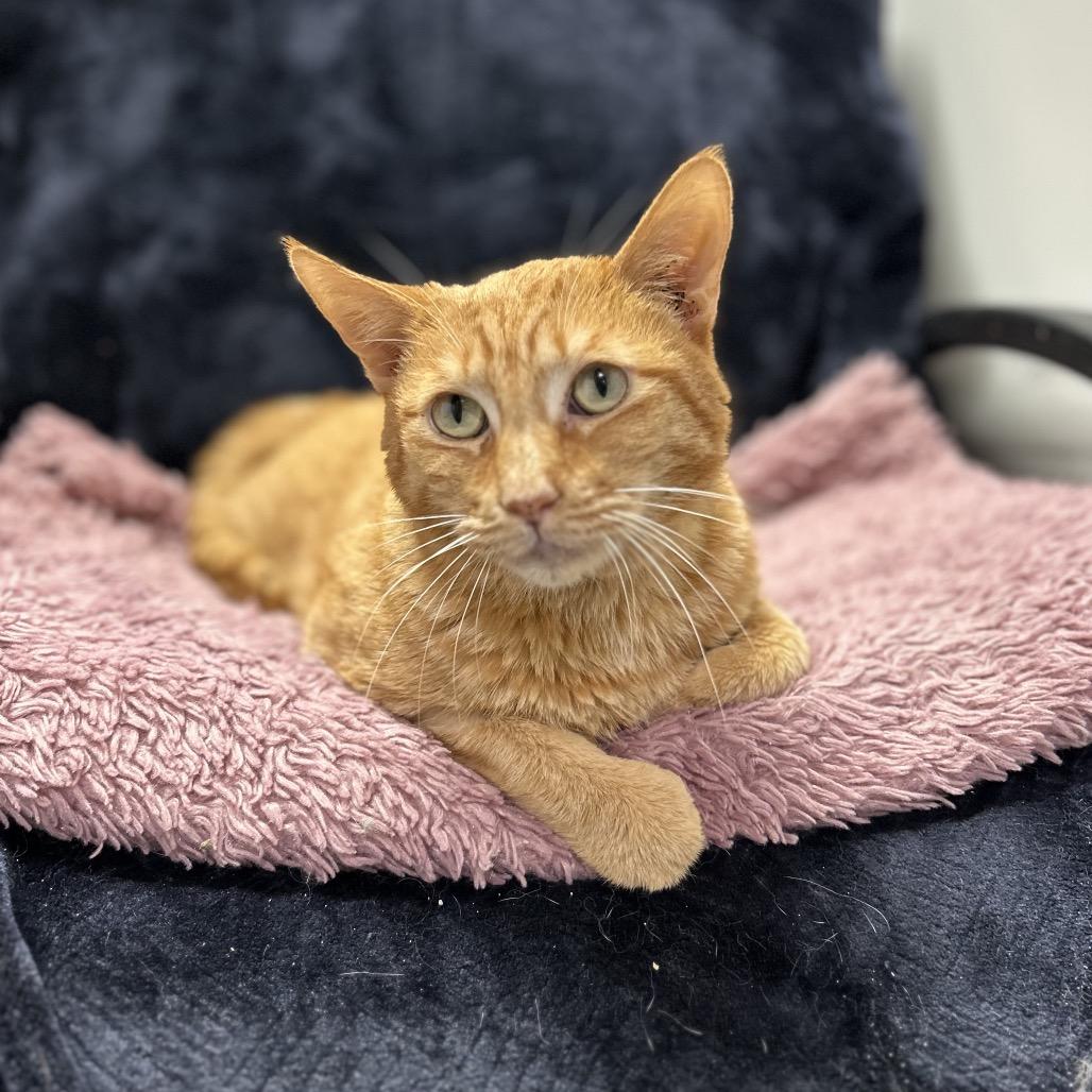 Enlarge Koa, a Adoptable Domestic Short Hair in Bountiful, UT image 1/6