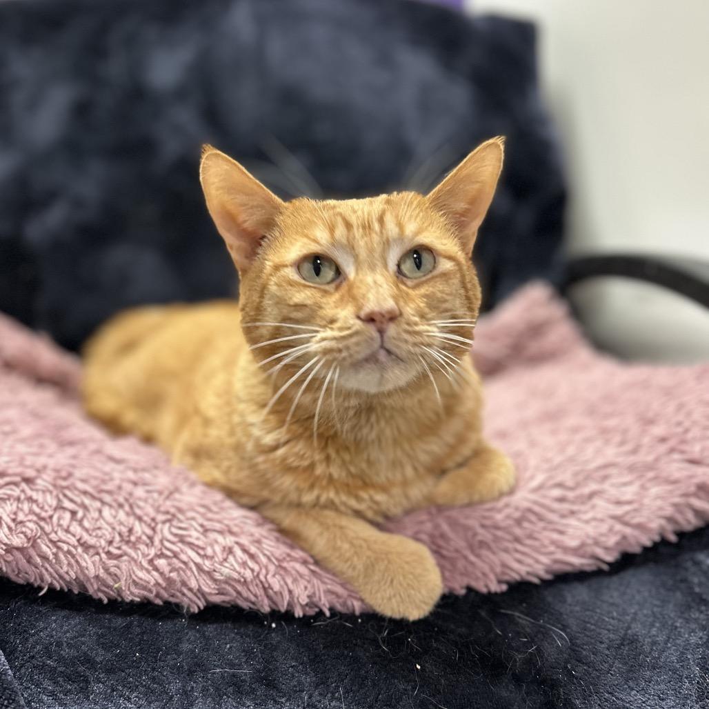 Enlarge Koa, a Adoptable Domestic Short Hair in Bountiful, UT image 2/6