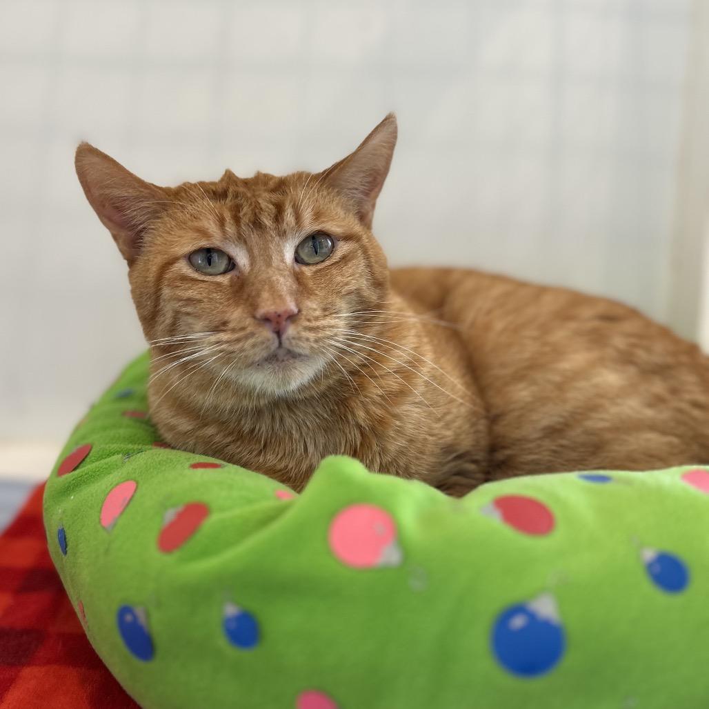 Enlarge Koa, a Adoptable Domestic Short Hair in Bountiful, UT image 3/6