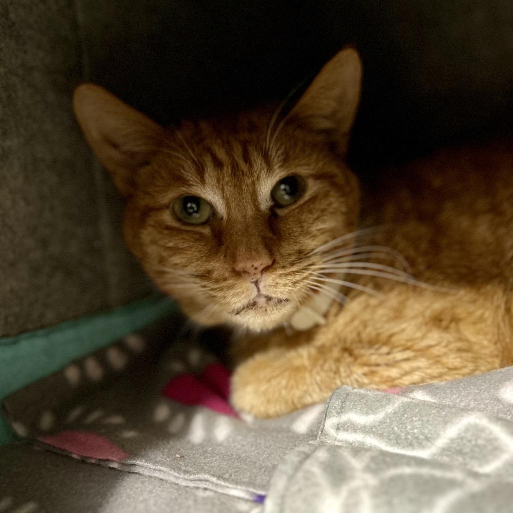 Koa, Adoptable, Senior Male Domestic Short Hair.