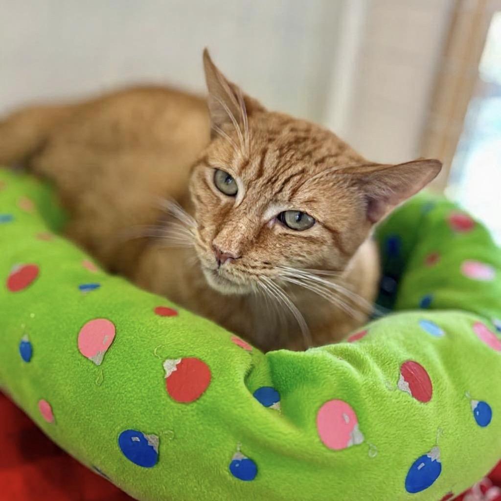 Enlarge Koa, a Adoptable Domestic Short Hair in Bountiful, UT image 5/6