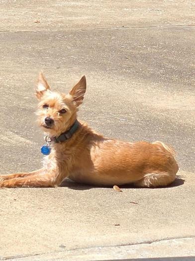 Keke, a Adoptable mixed breed in PUTNAM, CT image 3/6