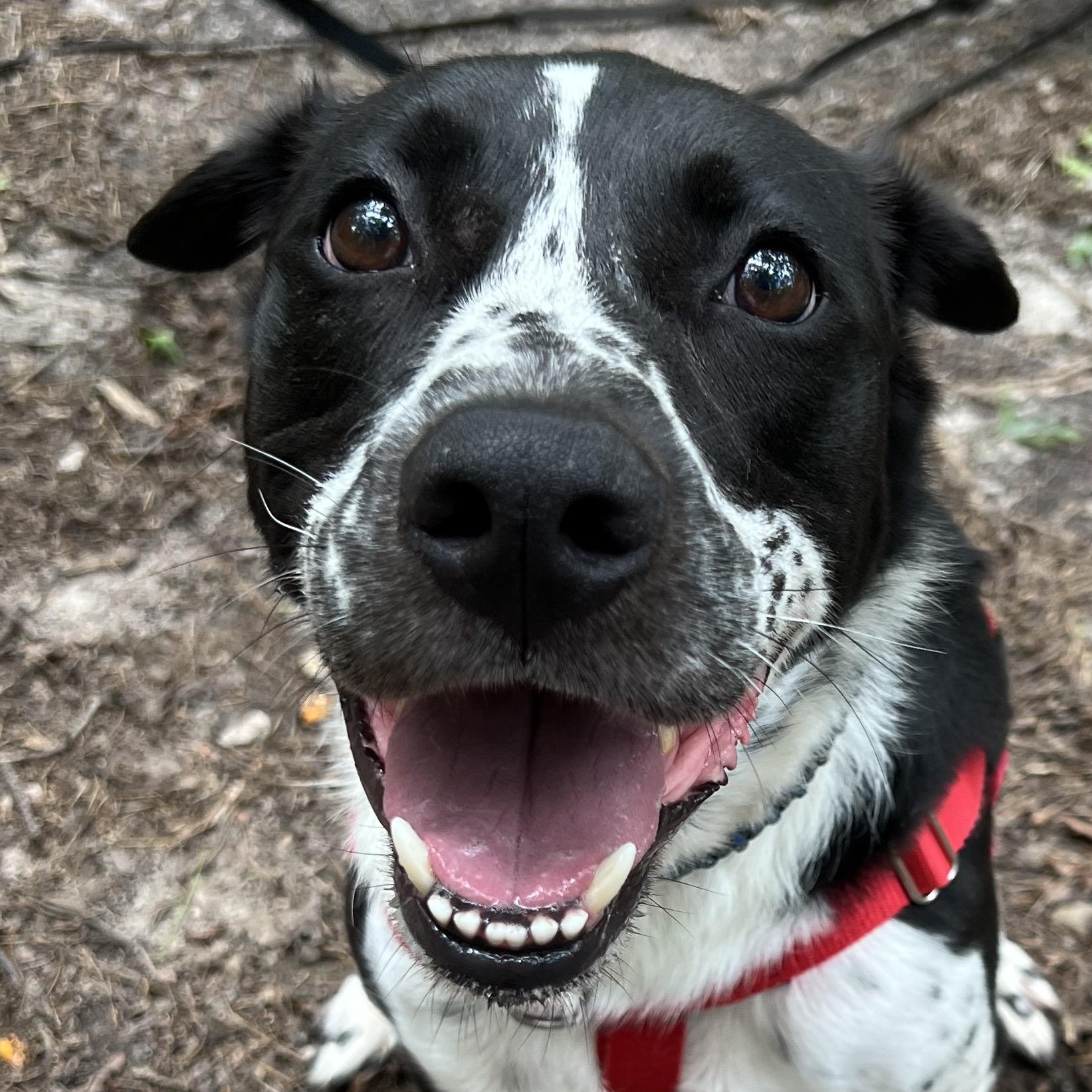 Bugsy, a ADOPTABLE mixed breed in Cedar Mountain, NC image 4/5