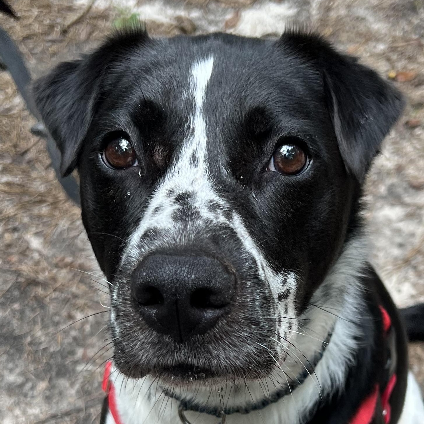 Bugsy, a ADOPTABLE mixed breed in Cedar Mountain, NC image 5/5