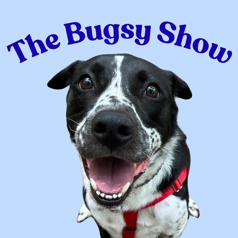 Bugsy, a ADOPTABLE mixed breed in Cedar Mountain, NC image 1/5