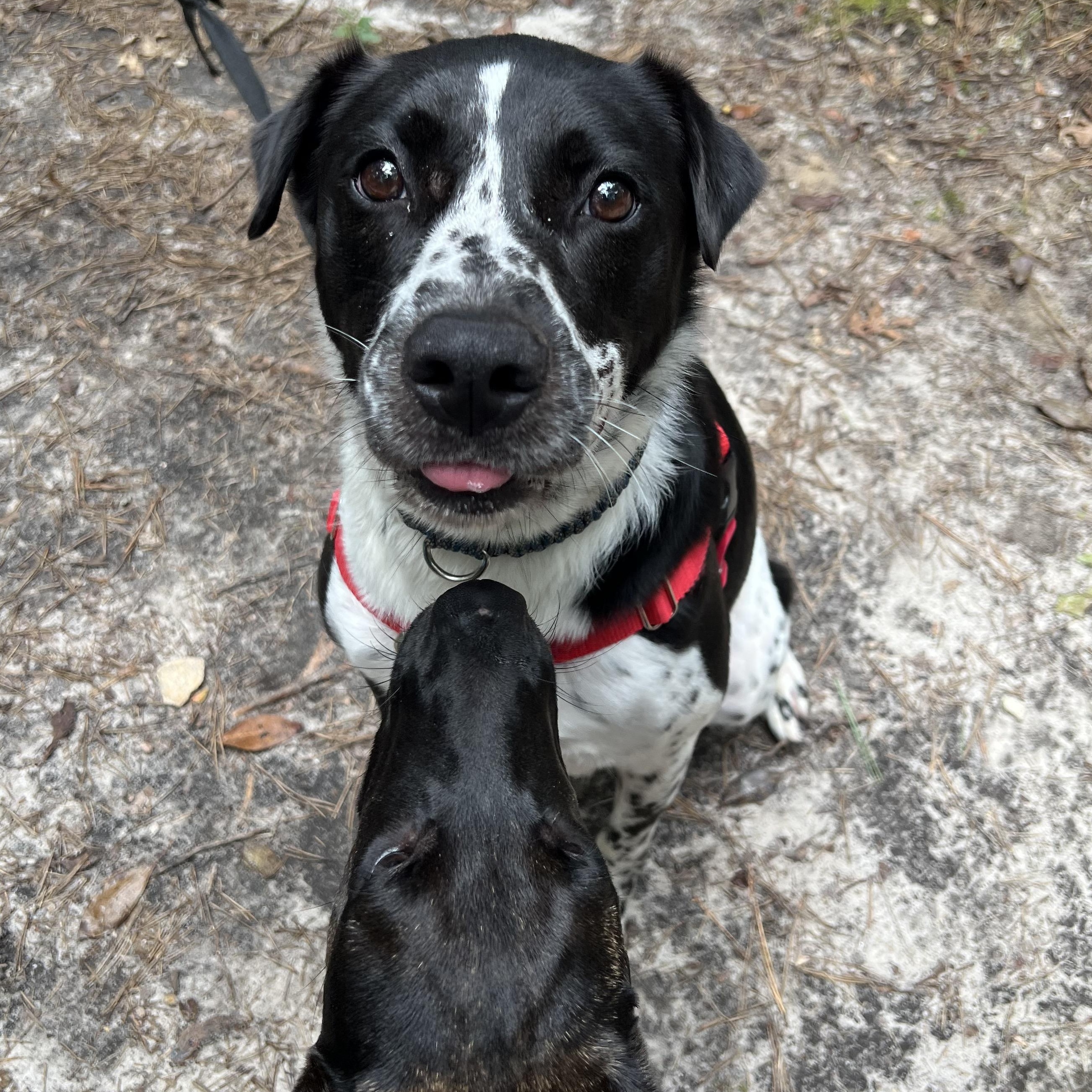 Bugsy, a ADOPTABLE mixed breed in Cedar Mountain, NC image 2/5