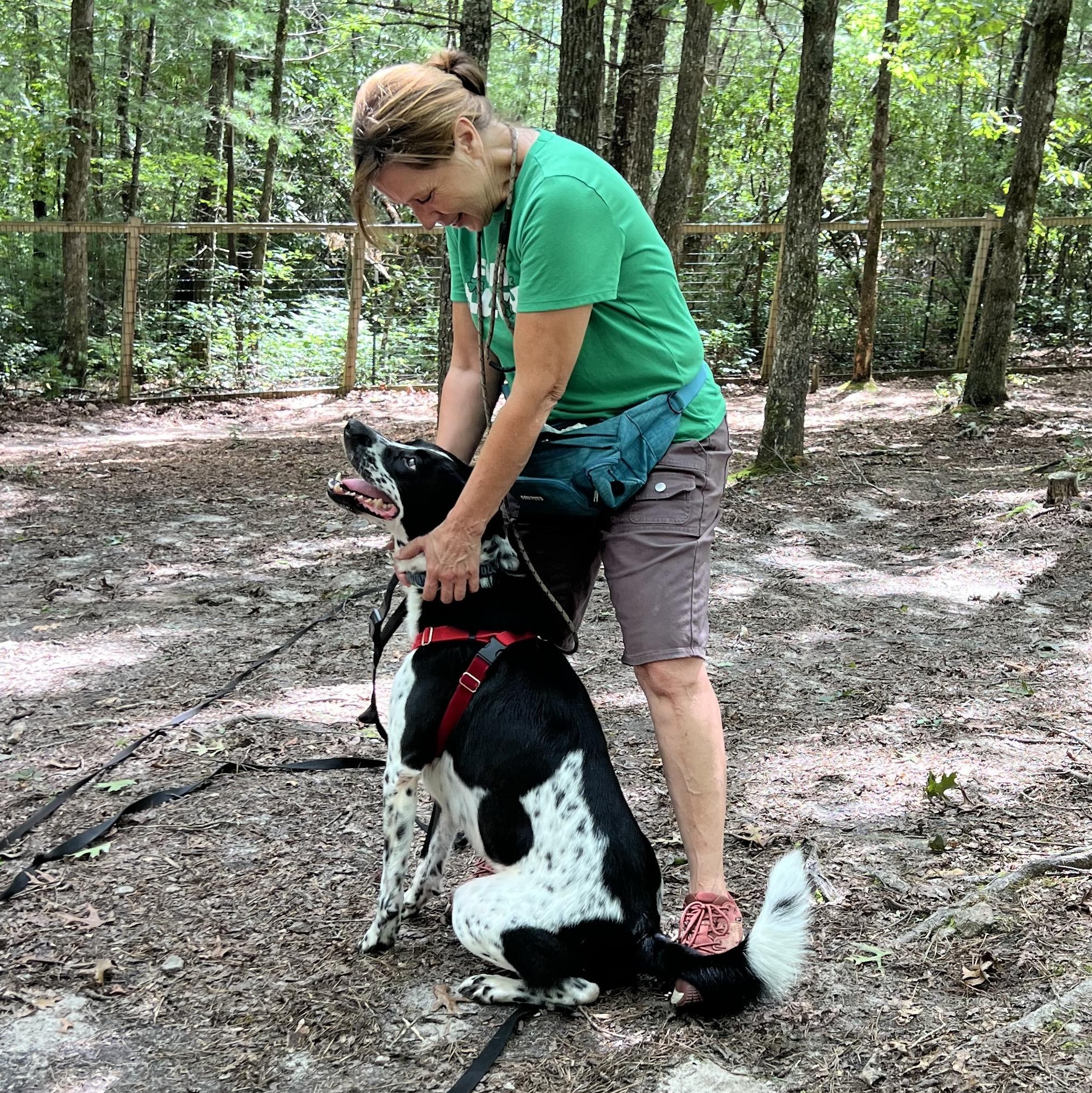 Bugsy, a ADOPTABLE mixed breed in Cedar Mountain, NC image 3/5