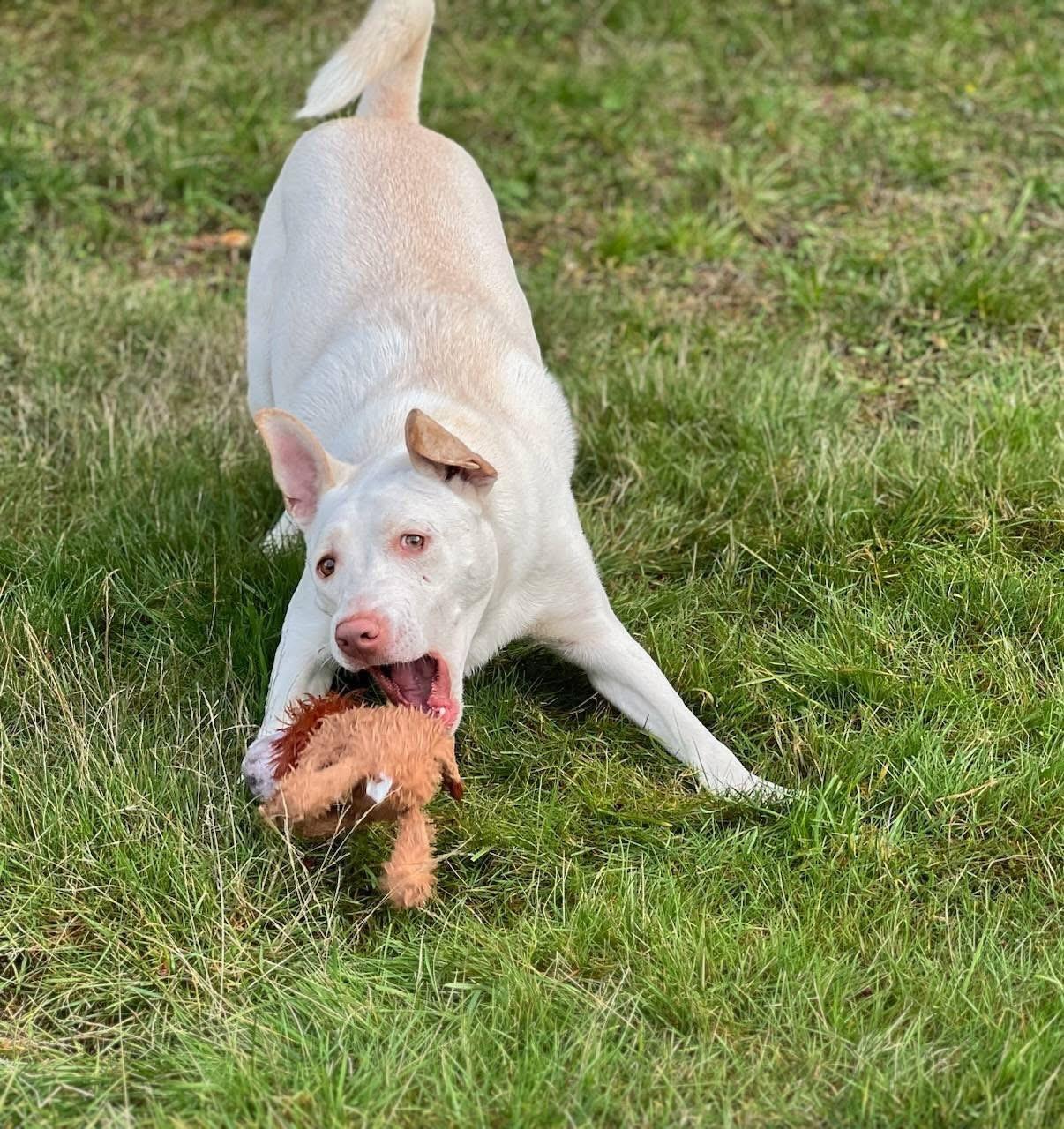 Enlarge Peter, a Adoptable mixed breed in Olympia, WA image 4/6