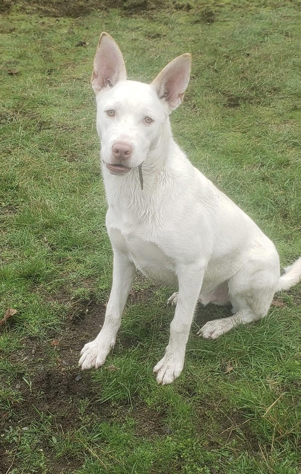 Enlarge Peter, a Adoptable mixed breed in Olympia, WA image 6/6