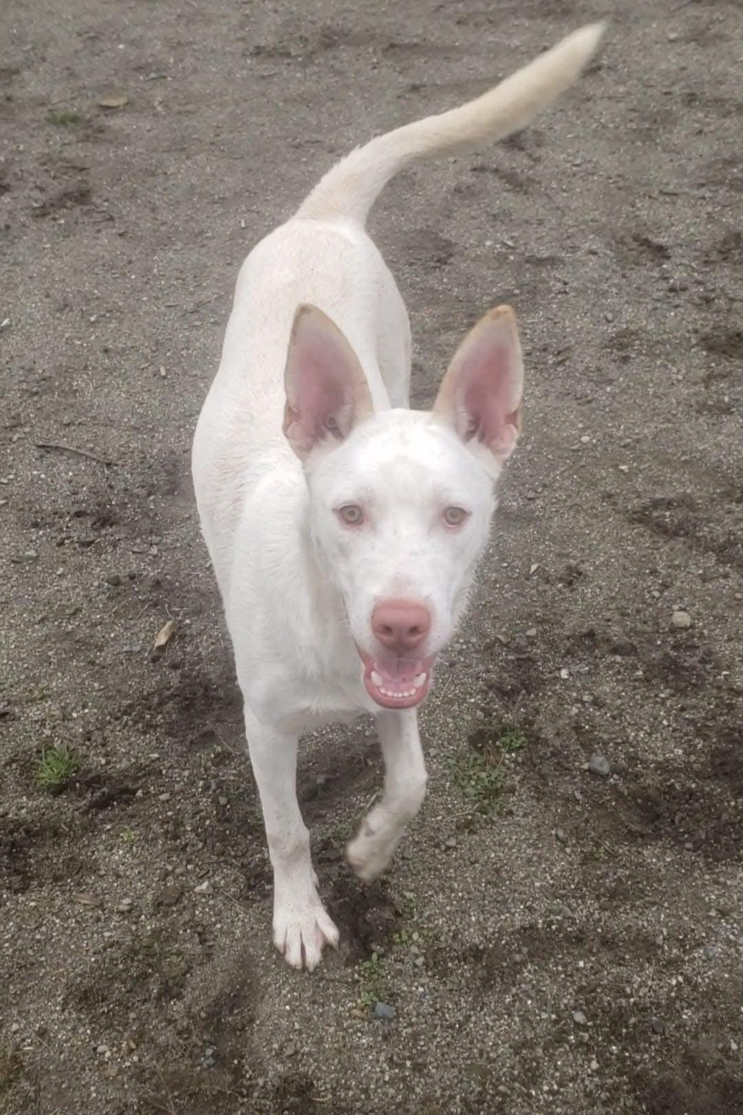 Enlarge Peter, a Adoptable mixed breed in Olympia, WA image 5/6