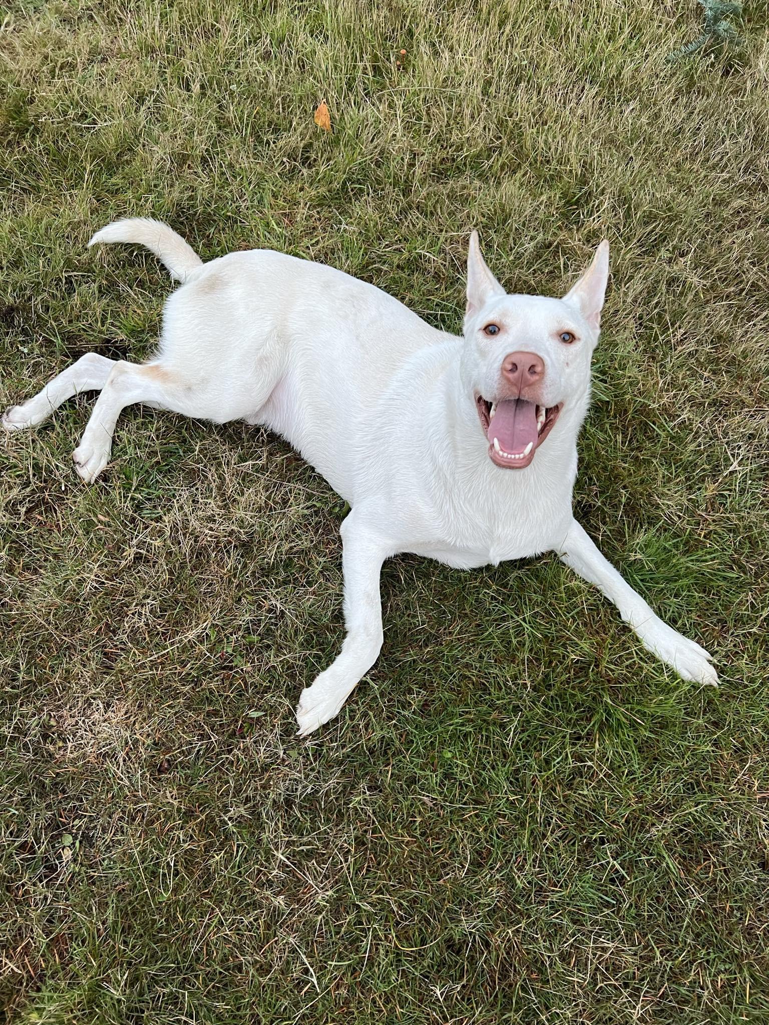 Enlarge Peter, a Adoptable mixed breed in Olympia, WA image 3/6
