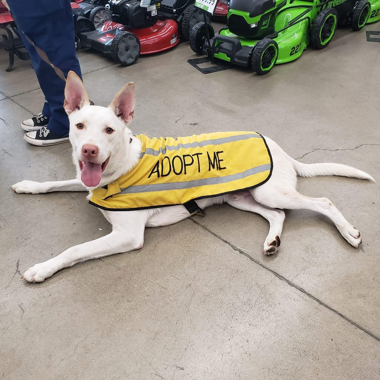 Enlarge Peter, a Adoptable mixed breed in Olympia, WA image 1/6
