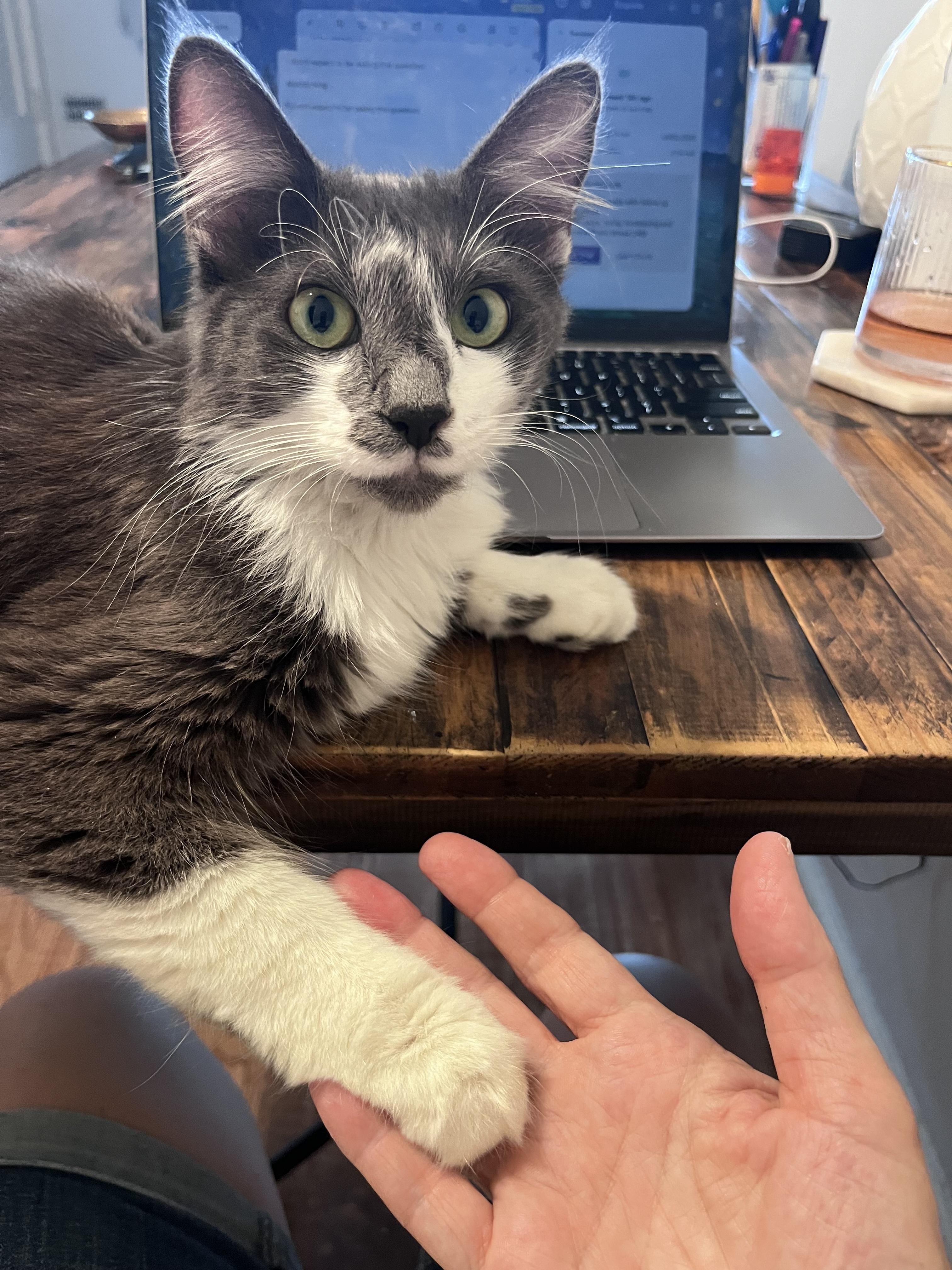 Enlarge Marlena, a Adoptable Domestic Medium Hair in Los Angeles, CA image 4/6