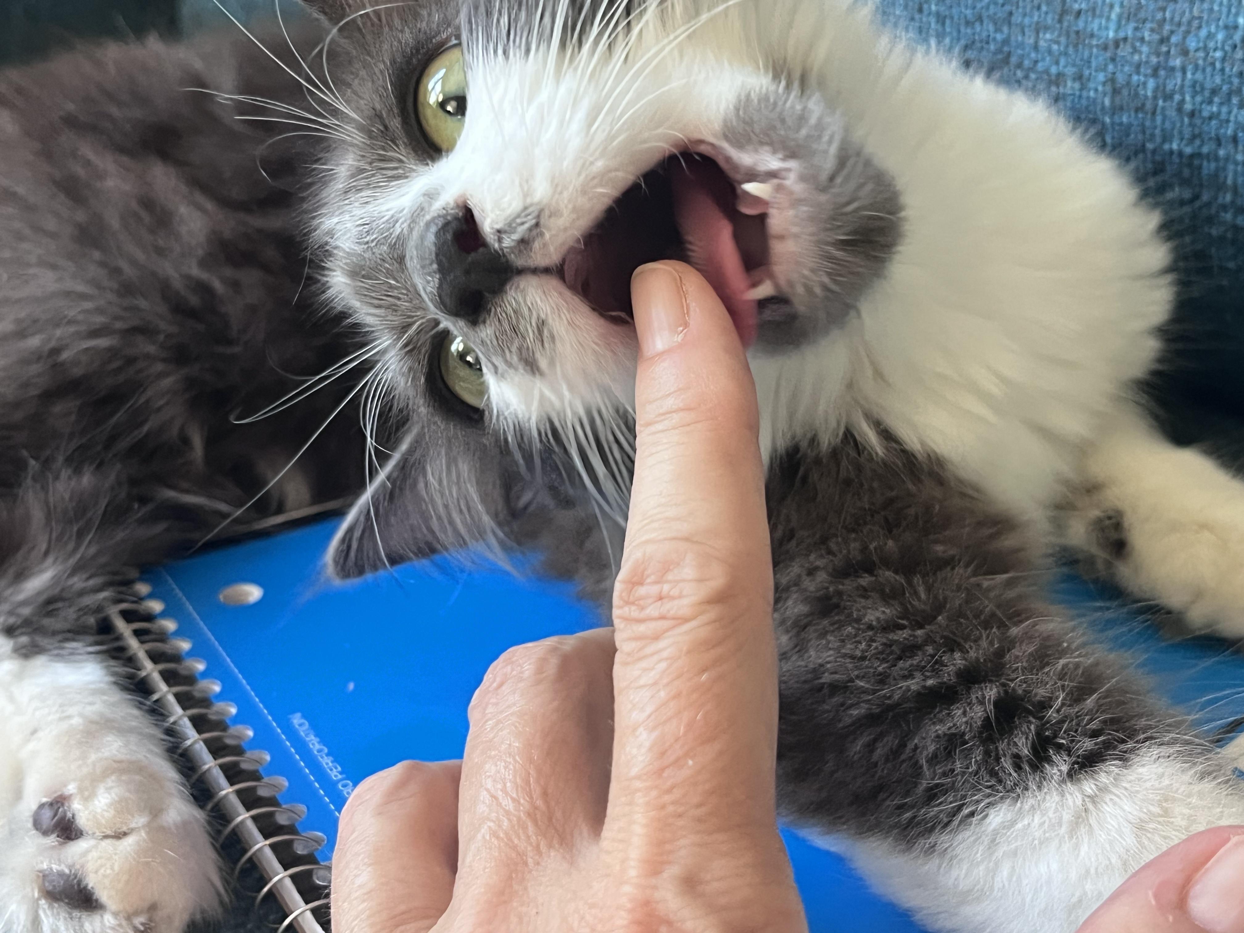 Enlarge Marlena, a Adoptable Domestic Medium Hair in Los Angeles, CA image 6/6