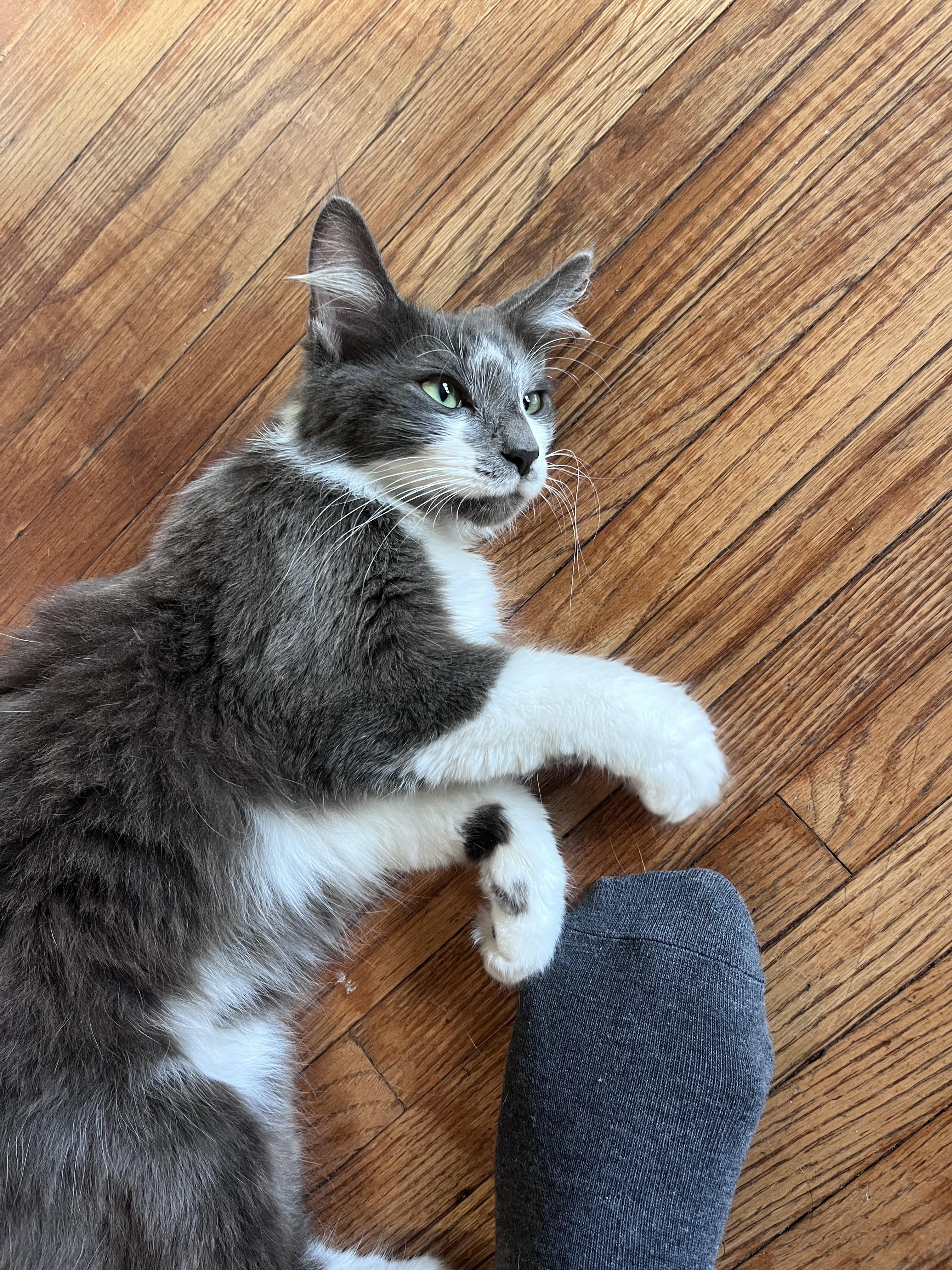 Enlarge Marlena, a Adoptable Domestic Medium Hair in Los Angeles, CA image 2/6