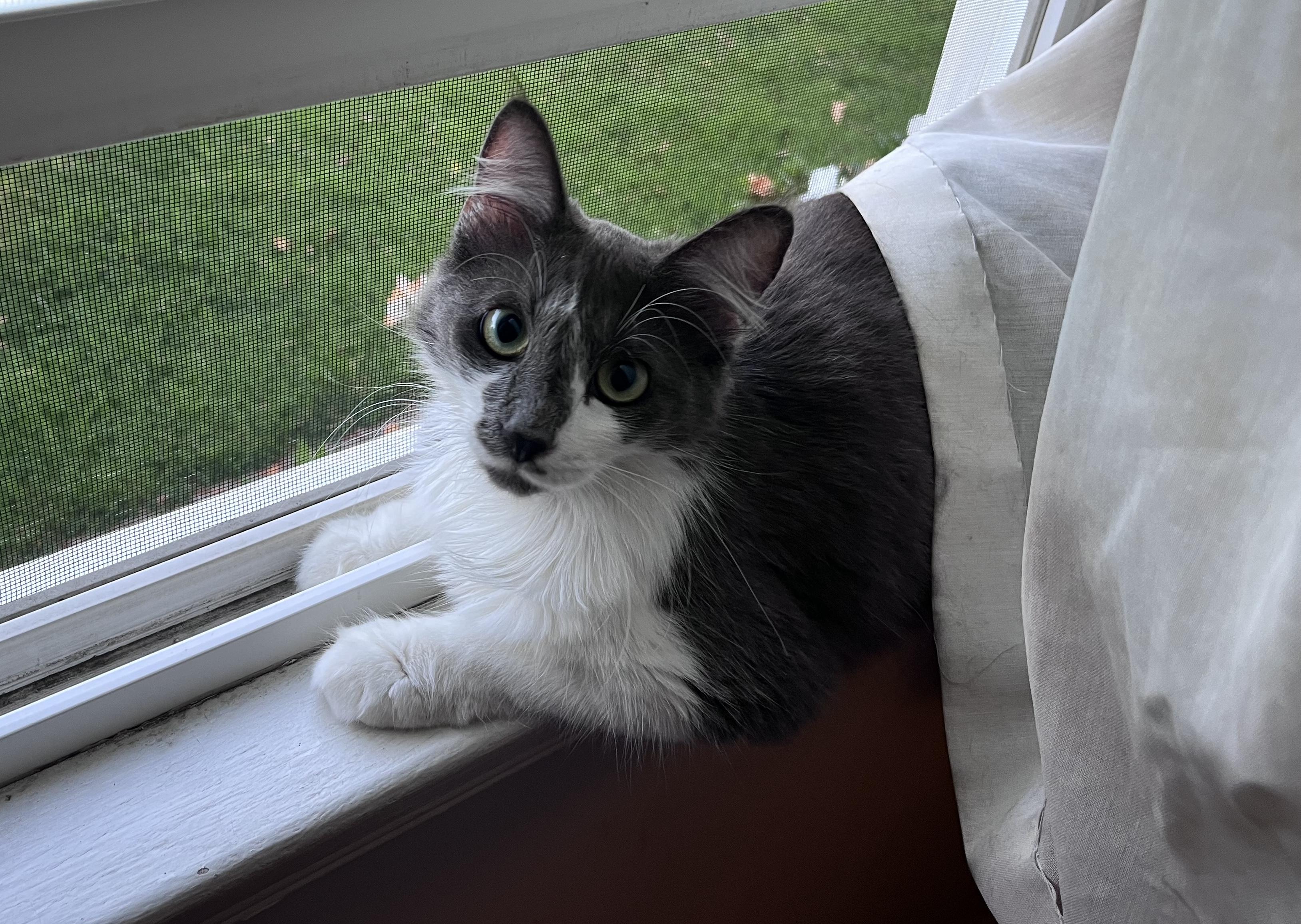 Enlarge Marlena, a Adoptable Domestic Medium Hair in Los Angeles, CA image 1/6