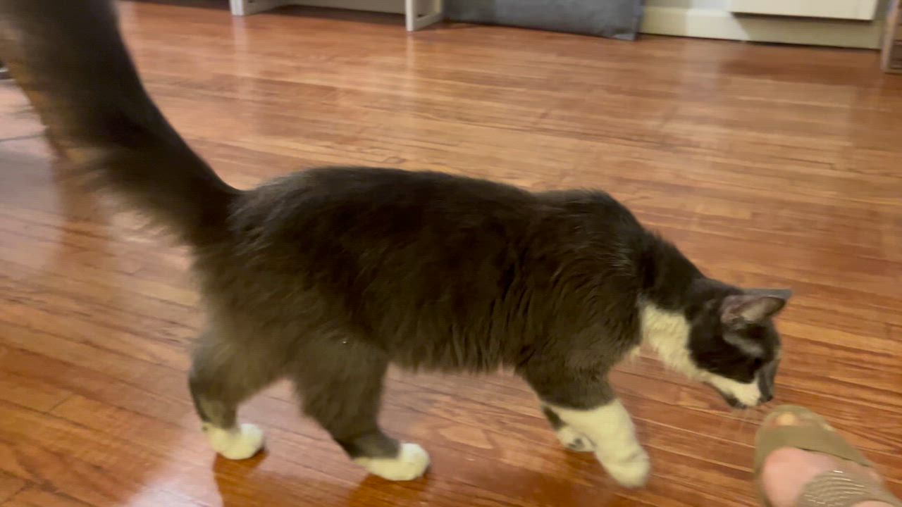 Enlarge Marlena, a Adoptable Domestic Medium Hair in Los Angeles, CA video 5/6
