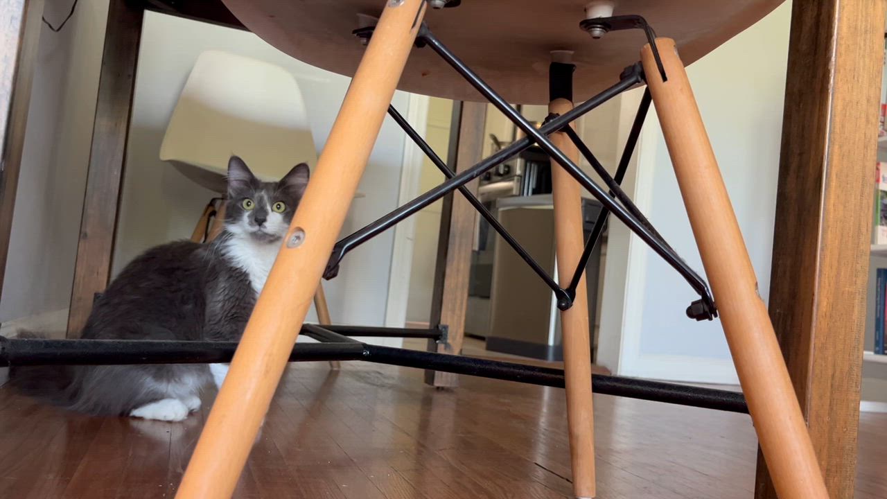 Enlarge Marlena, a Adoptable Domestic Medium Hair in Los Angeles, CA video 3/6