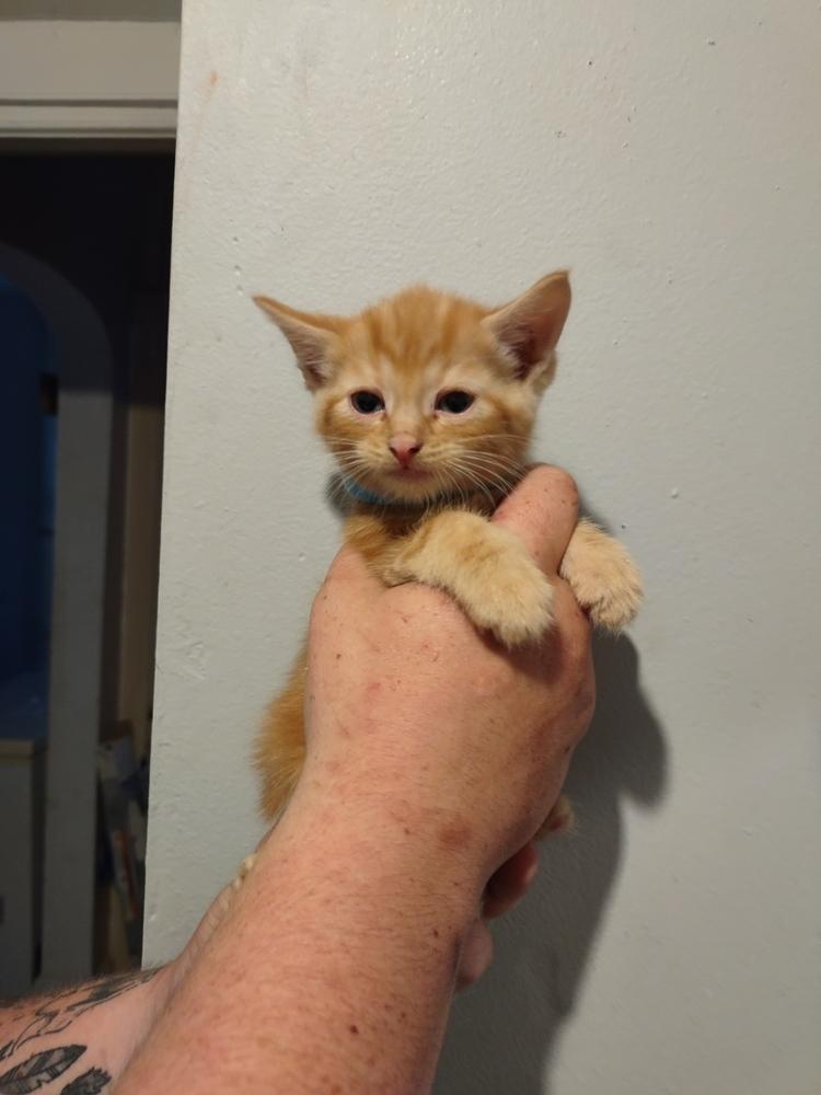 Enlarge Nile, a Adopted mixed breed in Evansville, IN image 1/1