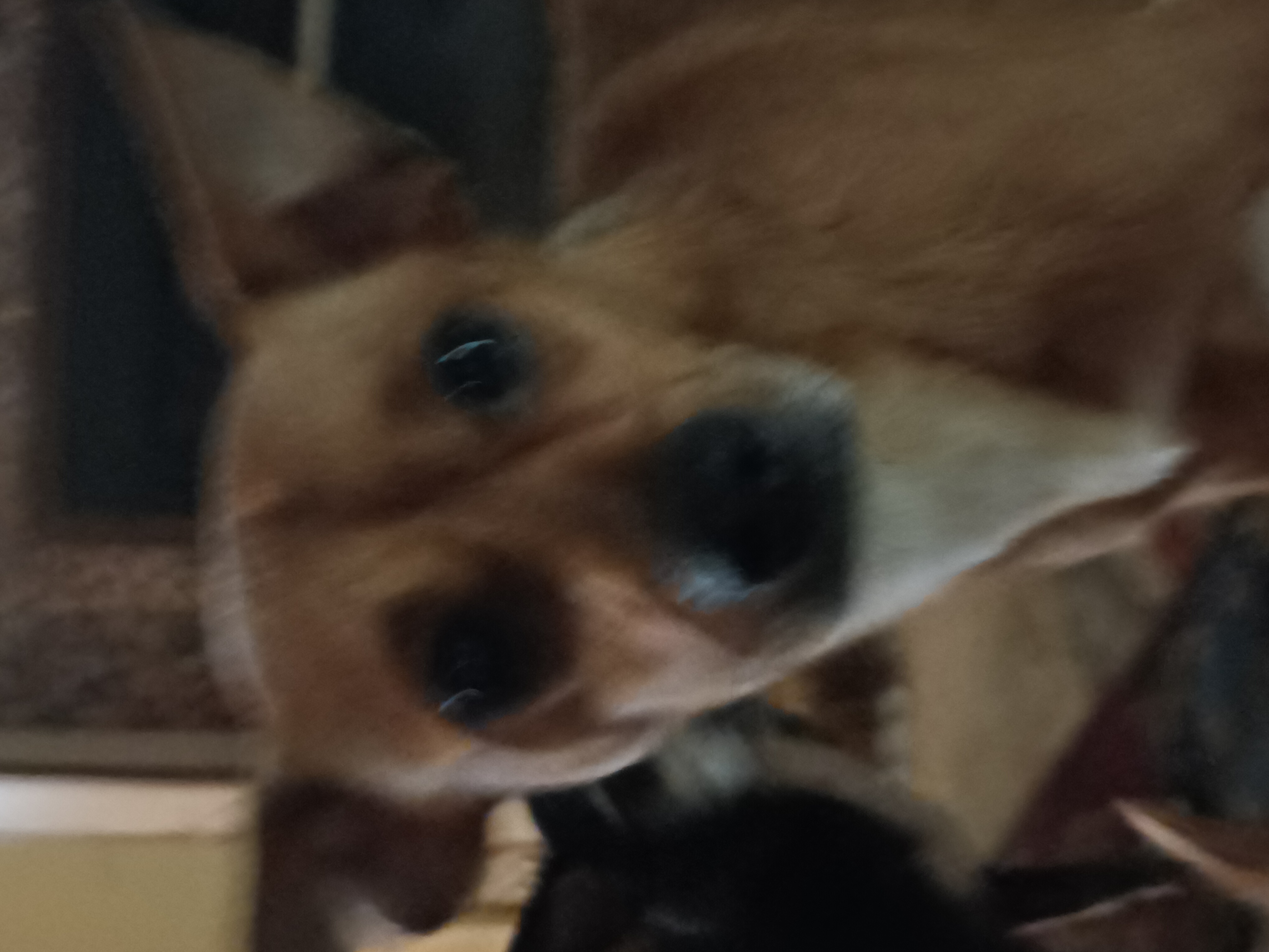 Copper, Adopted, Young Male Chihuahua.