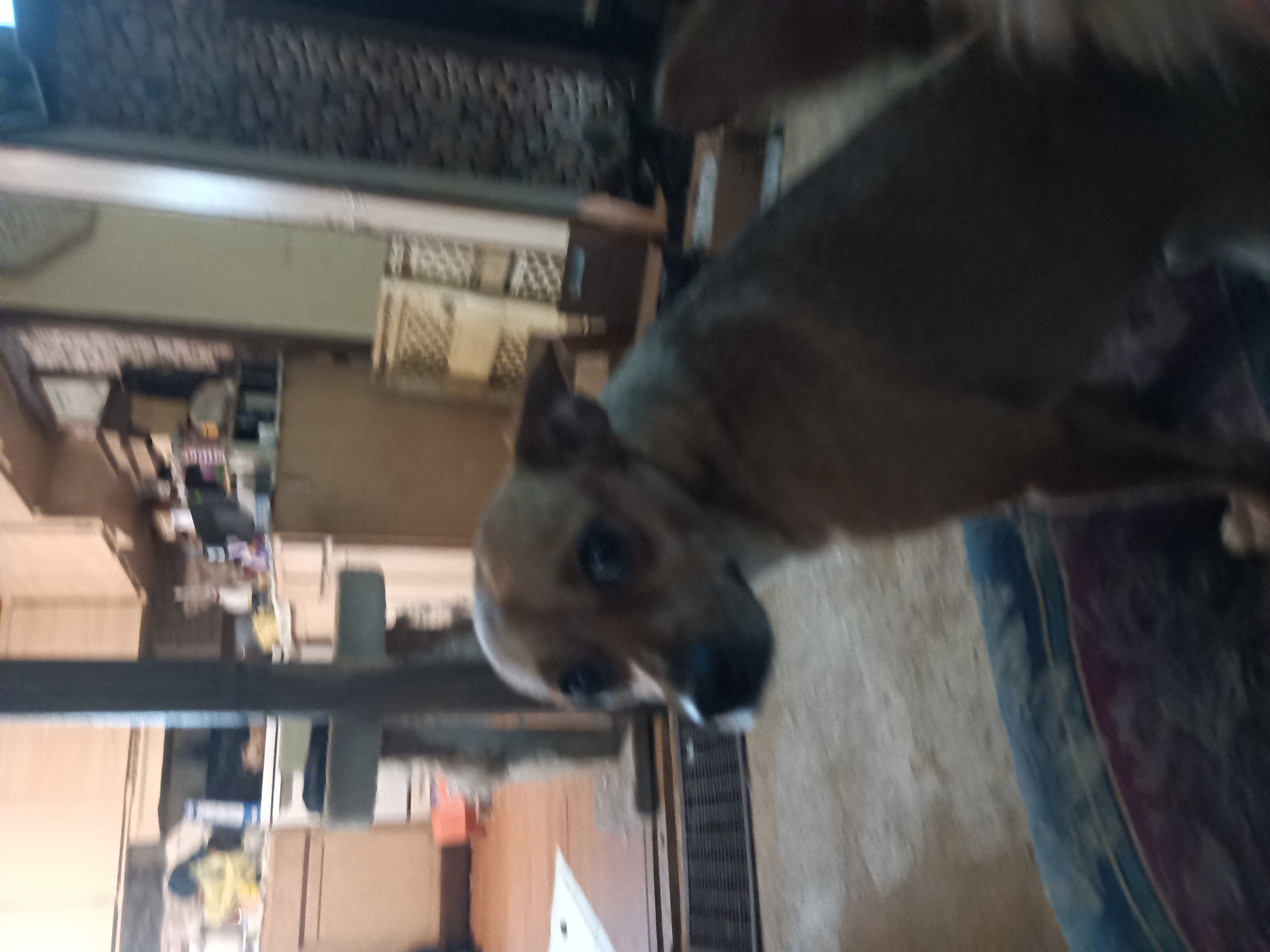 Enlarge Copper, a Adopted Chihuahua in Inverness, FL image 2/2