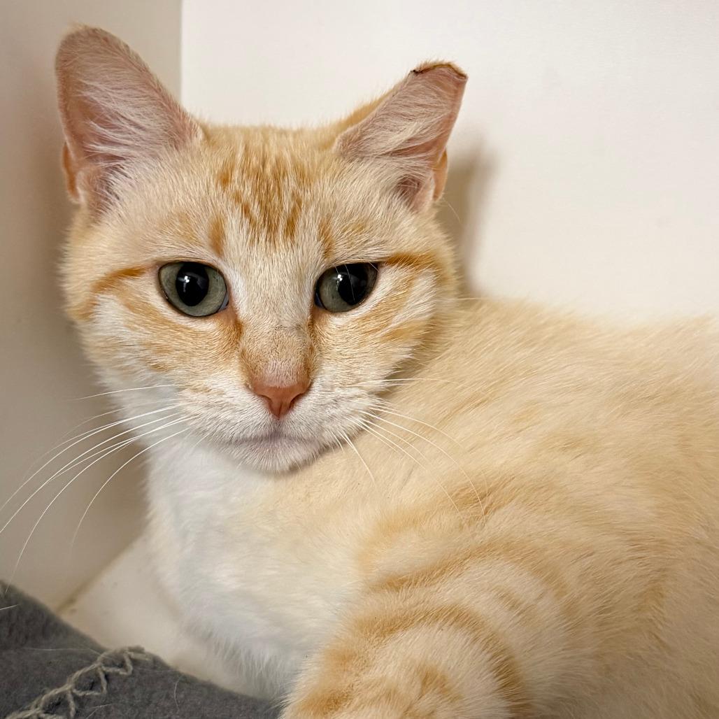 Froot Loop, Adoptable, Young Female Domestic Short Hair.