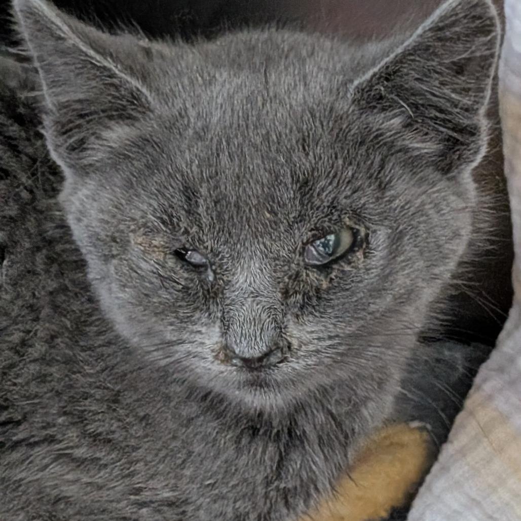 Lilith, Adoptable, Kitten Female Domestic Short Hair.
