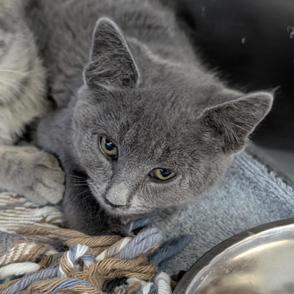 Lilith, a Adoptable Domestic Short Hair in Buffalo, WY image 2/3